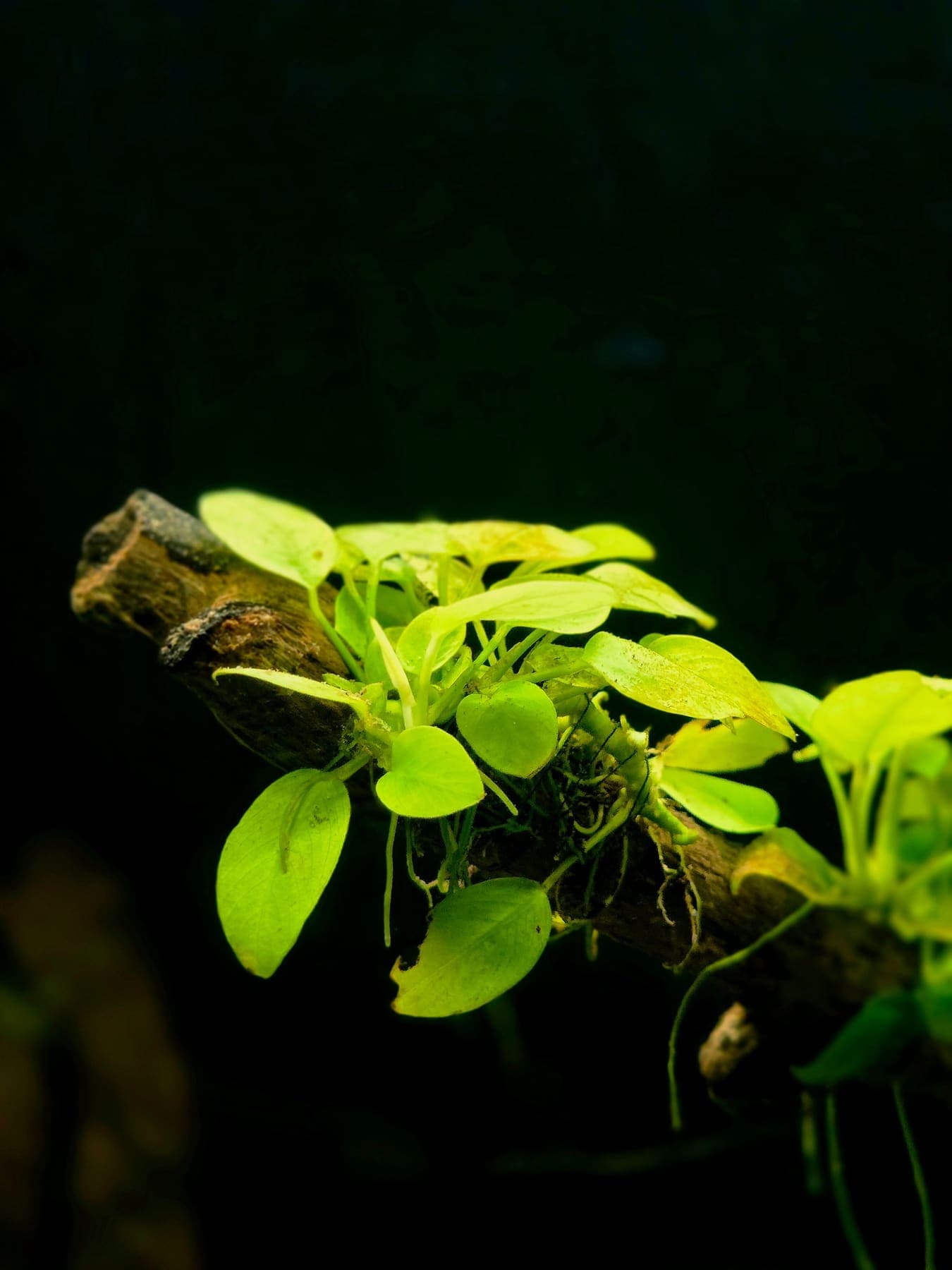 Anubias fixé sur une branche de bois flotté, gros plan