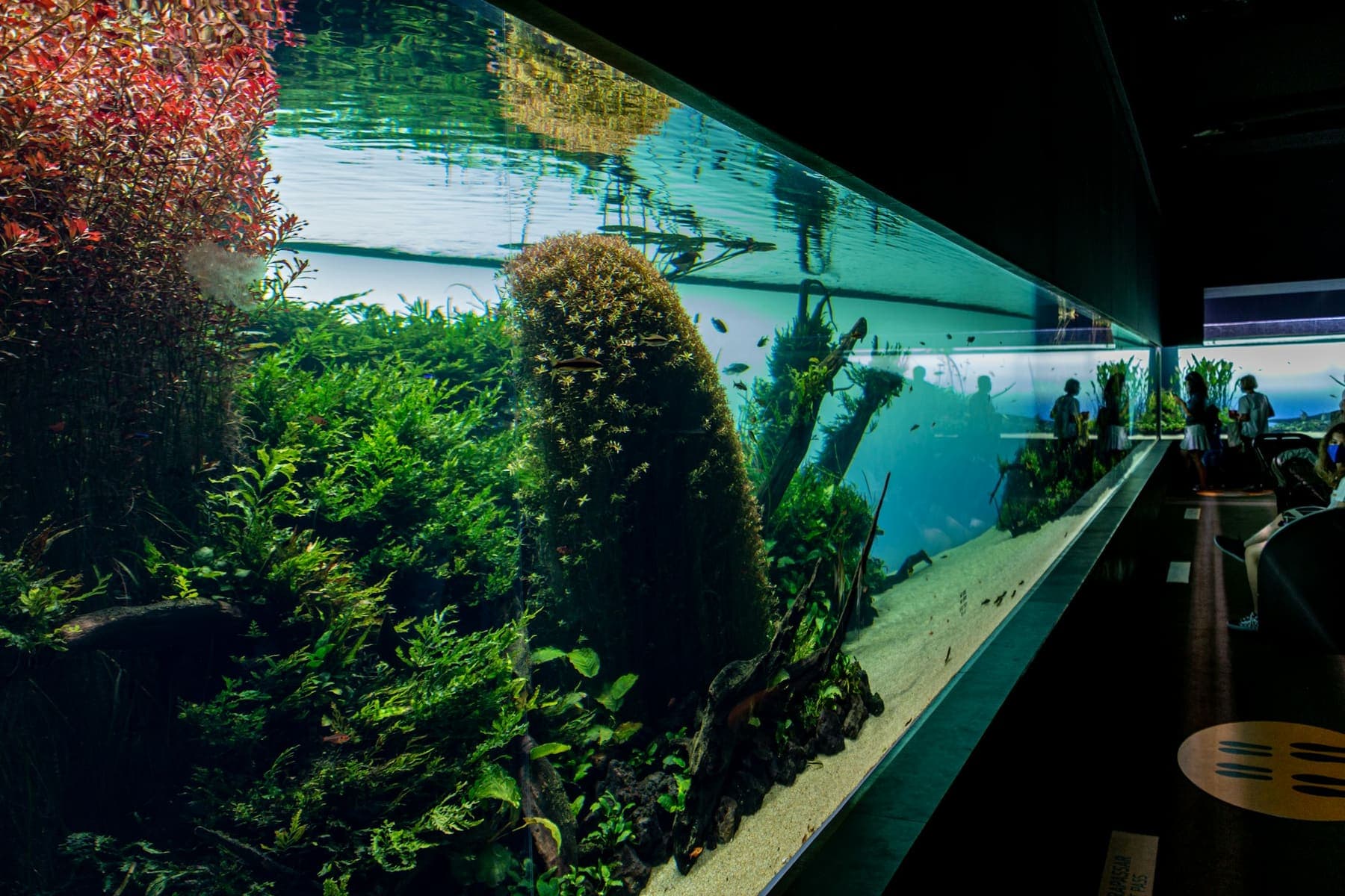 Long aquarium planté vu en perspective