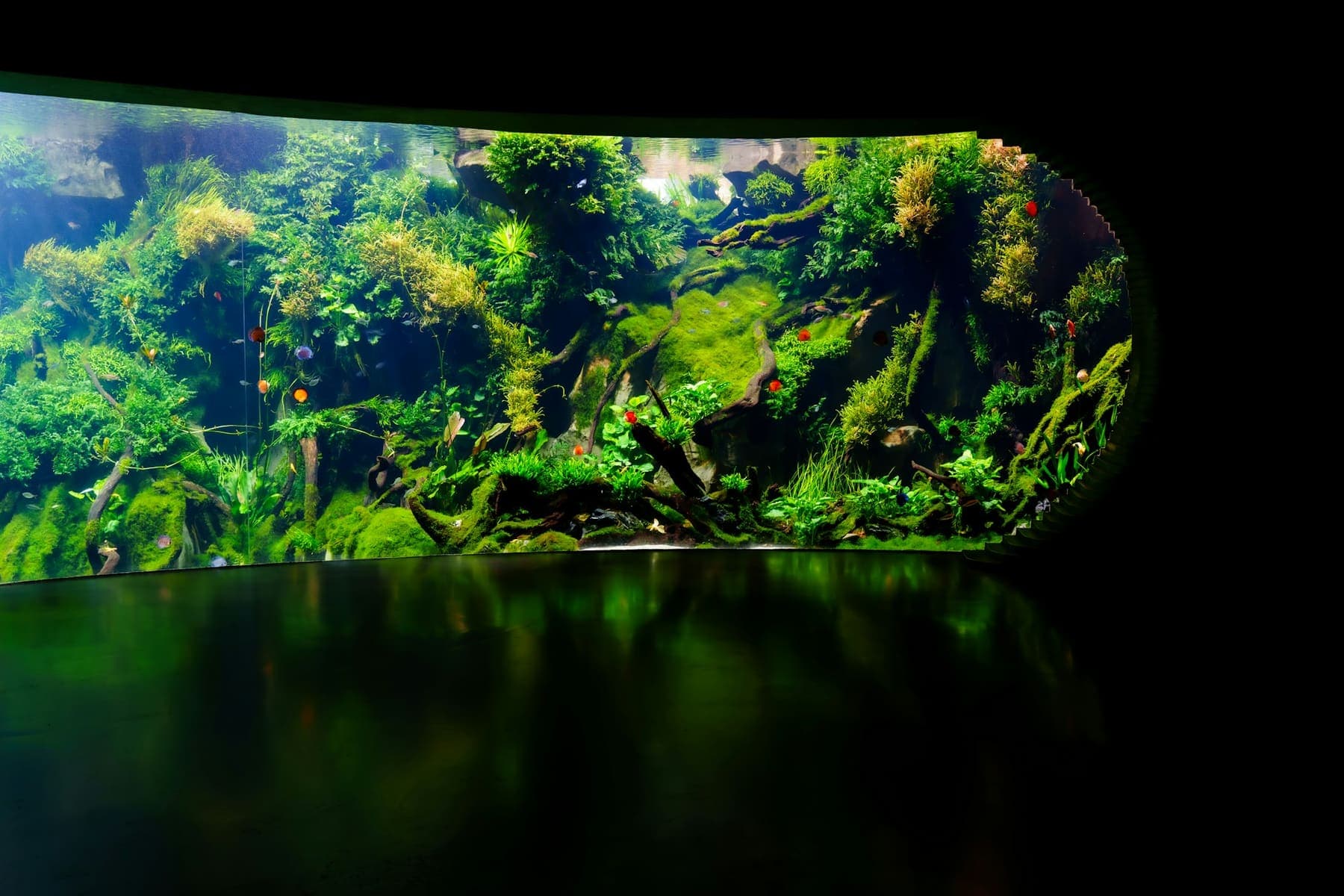 Aquascape incurvé luxuriant se reflétant dans la pénombre