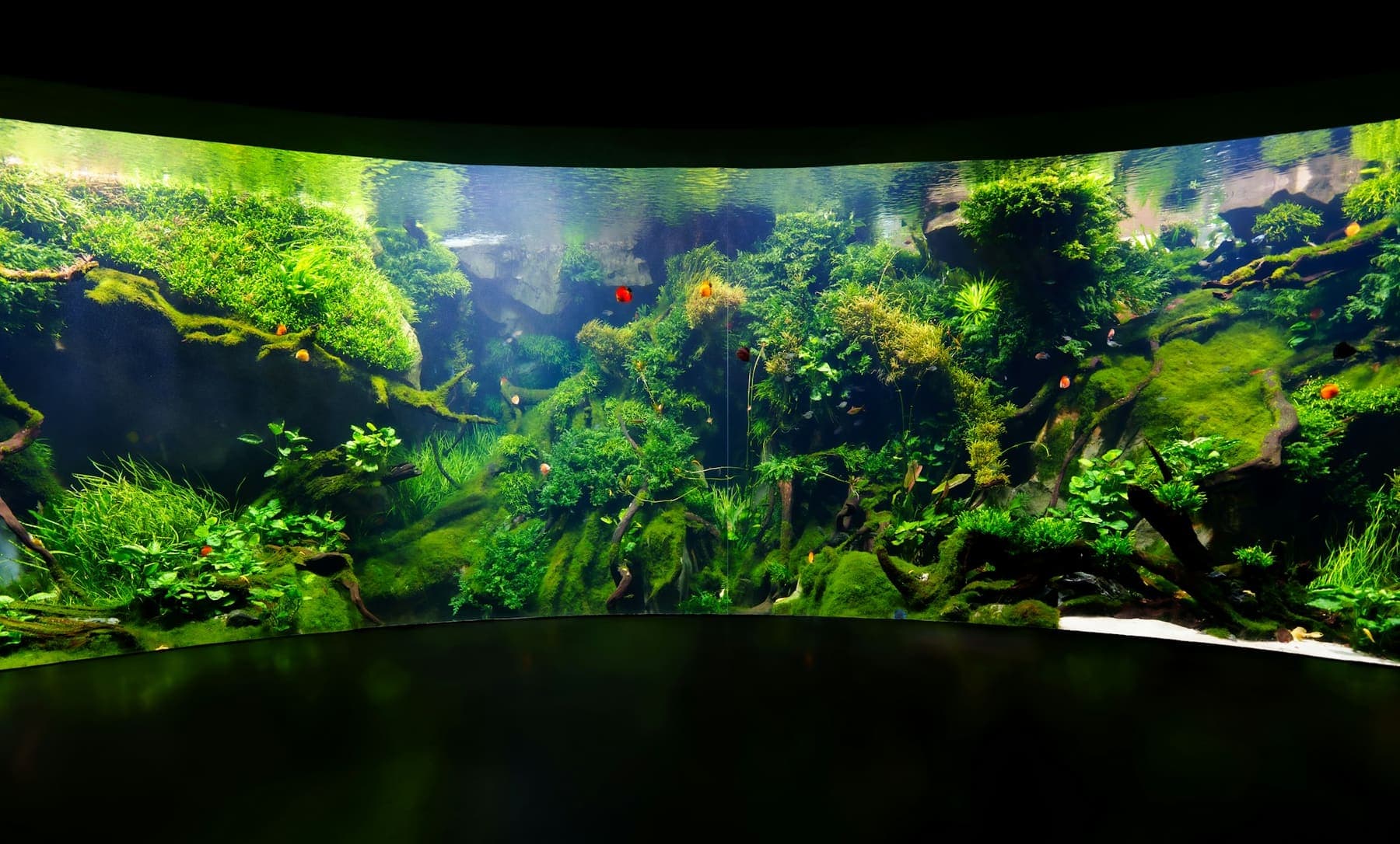 Grand aquascape panoramique planté, mousses et bois flotté sous une lumière douce