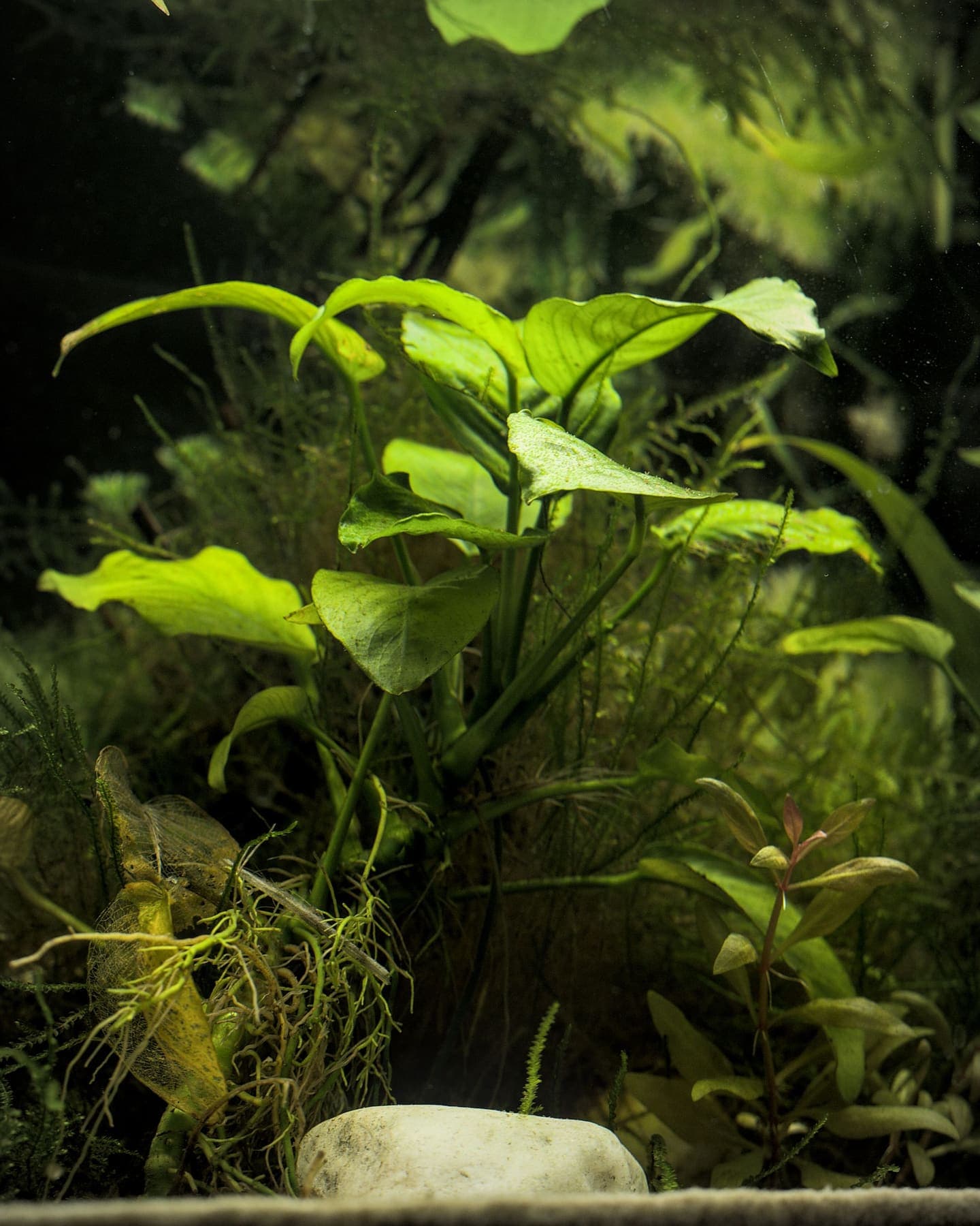 Feuilles de plantes aquatiques dans la lumière de l'aquarium