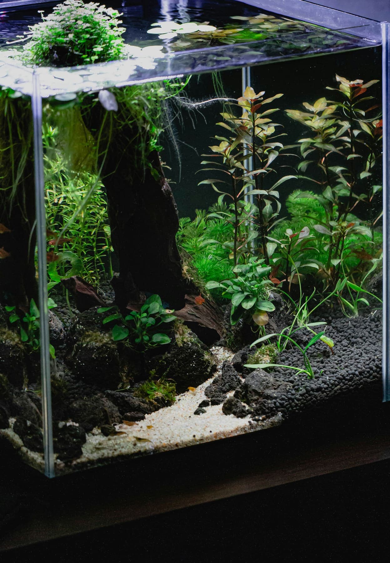 Aquarium planté en hauteur avec roches volcaniques et chemin de sable