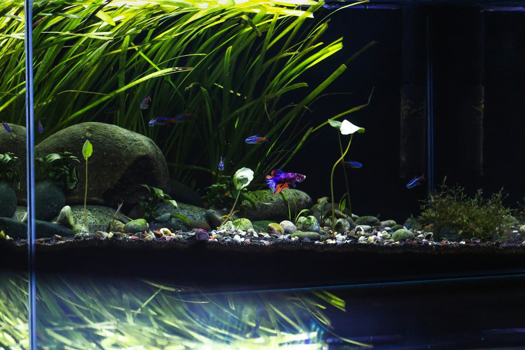 Paysage aquatique bas avec galets arrondis et petits poissons