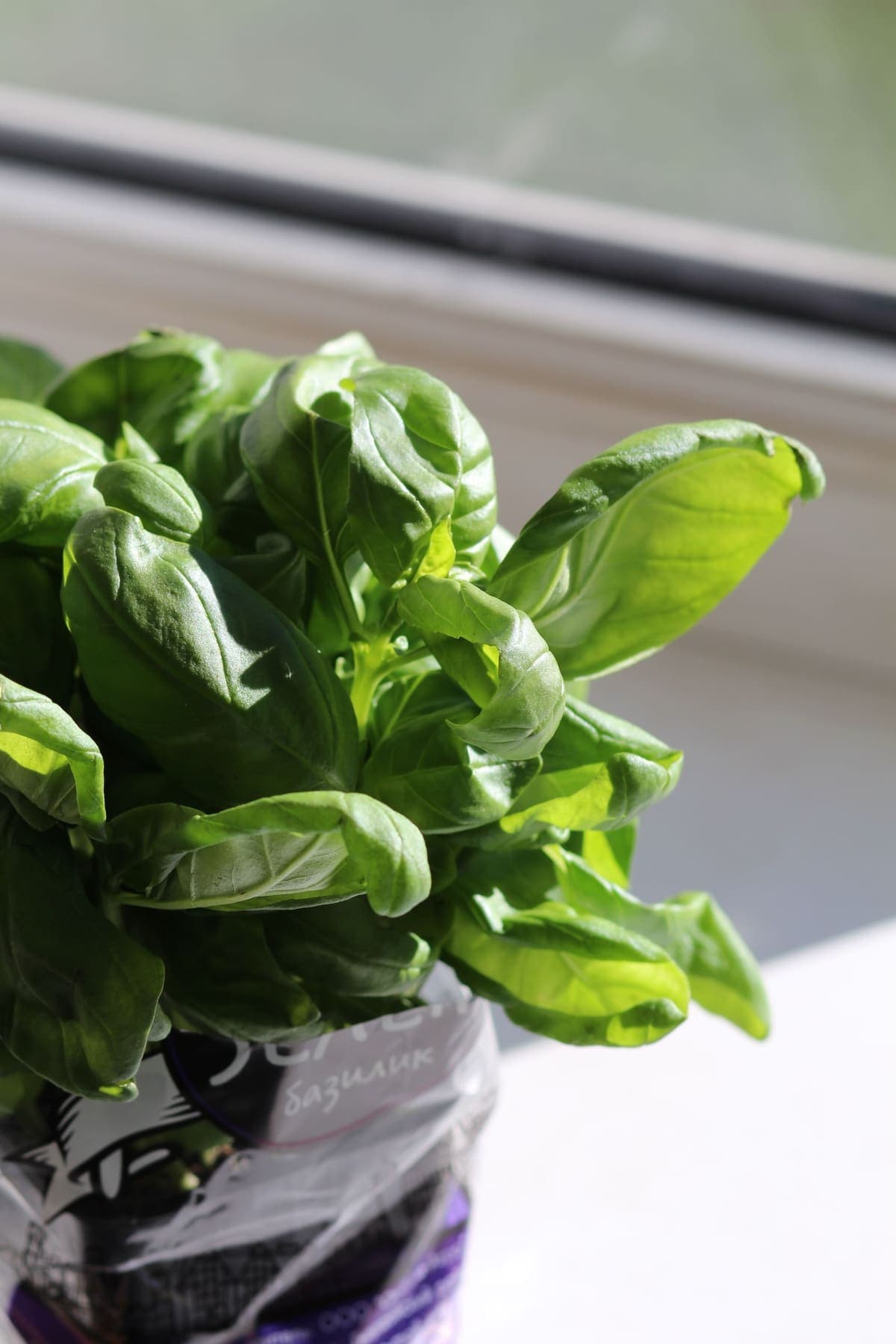 Feuilles de basilic frais en gros plan