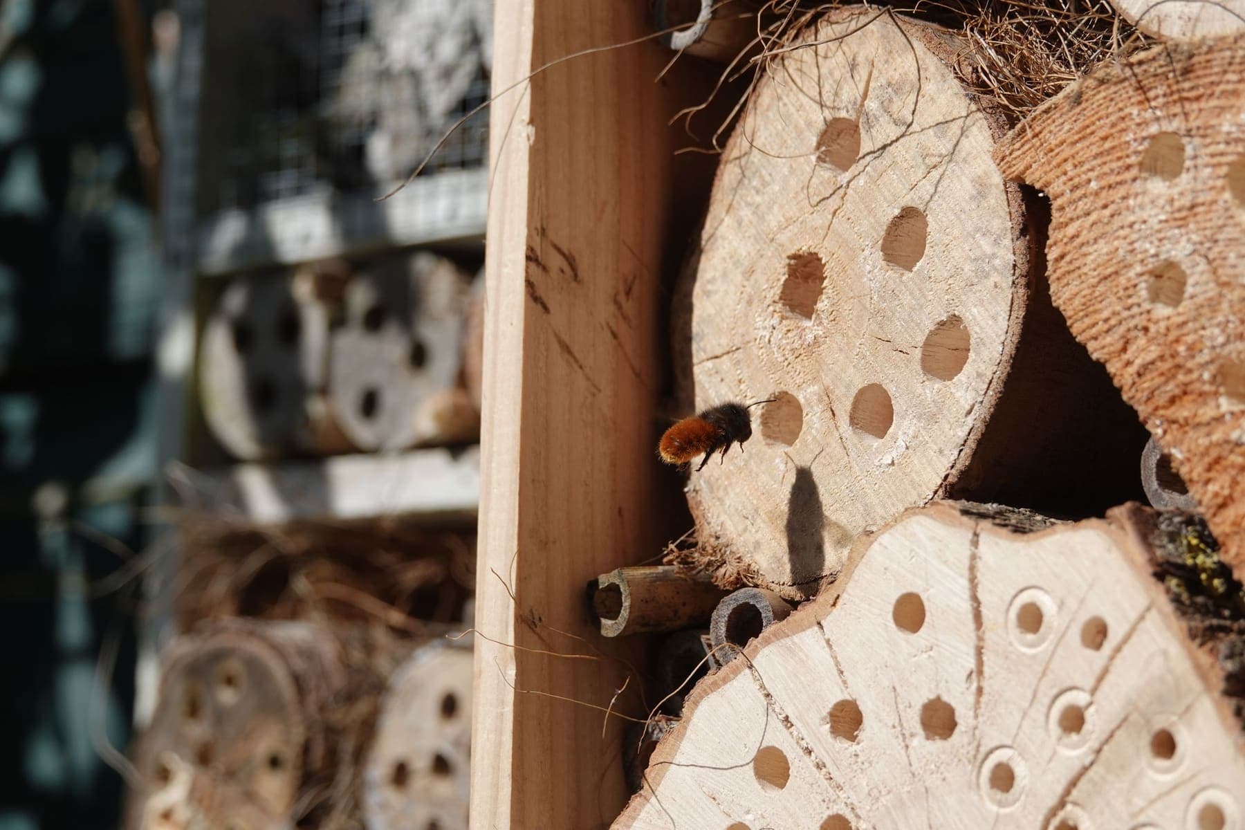 Abeille solitaire devant un hôtel à insectes