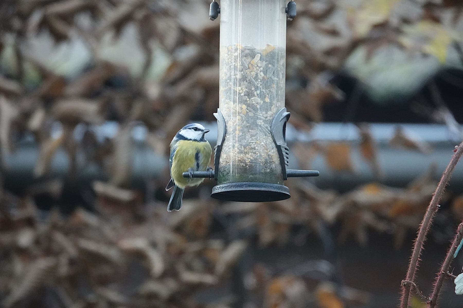 Mésange bleue sur un distributeur de graines