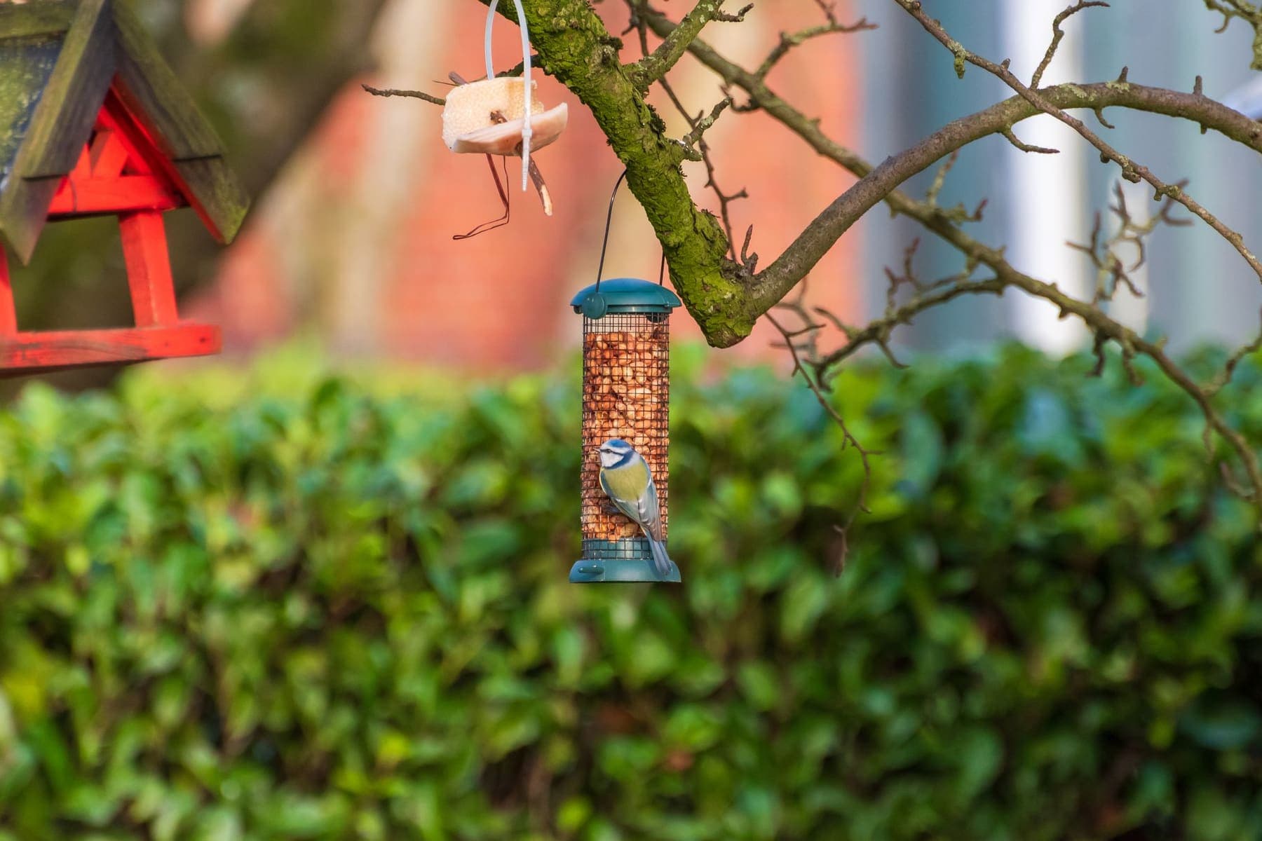 Mésange bleue sur une mangeoire au jardin