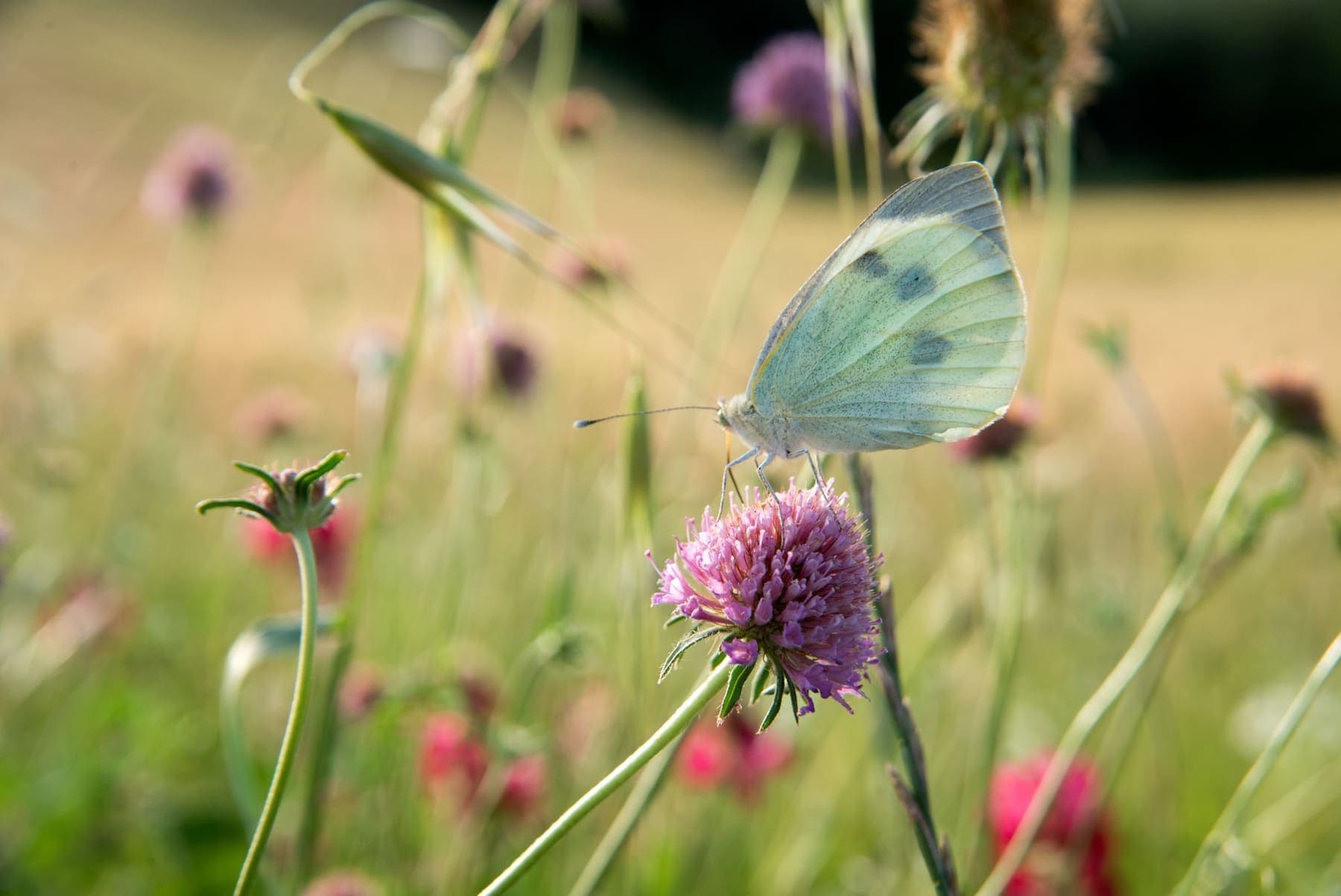 Piéride sur une fleur de scabieuse