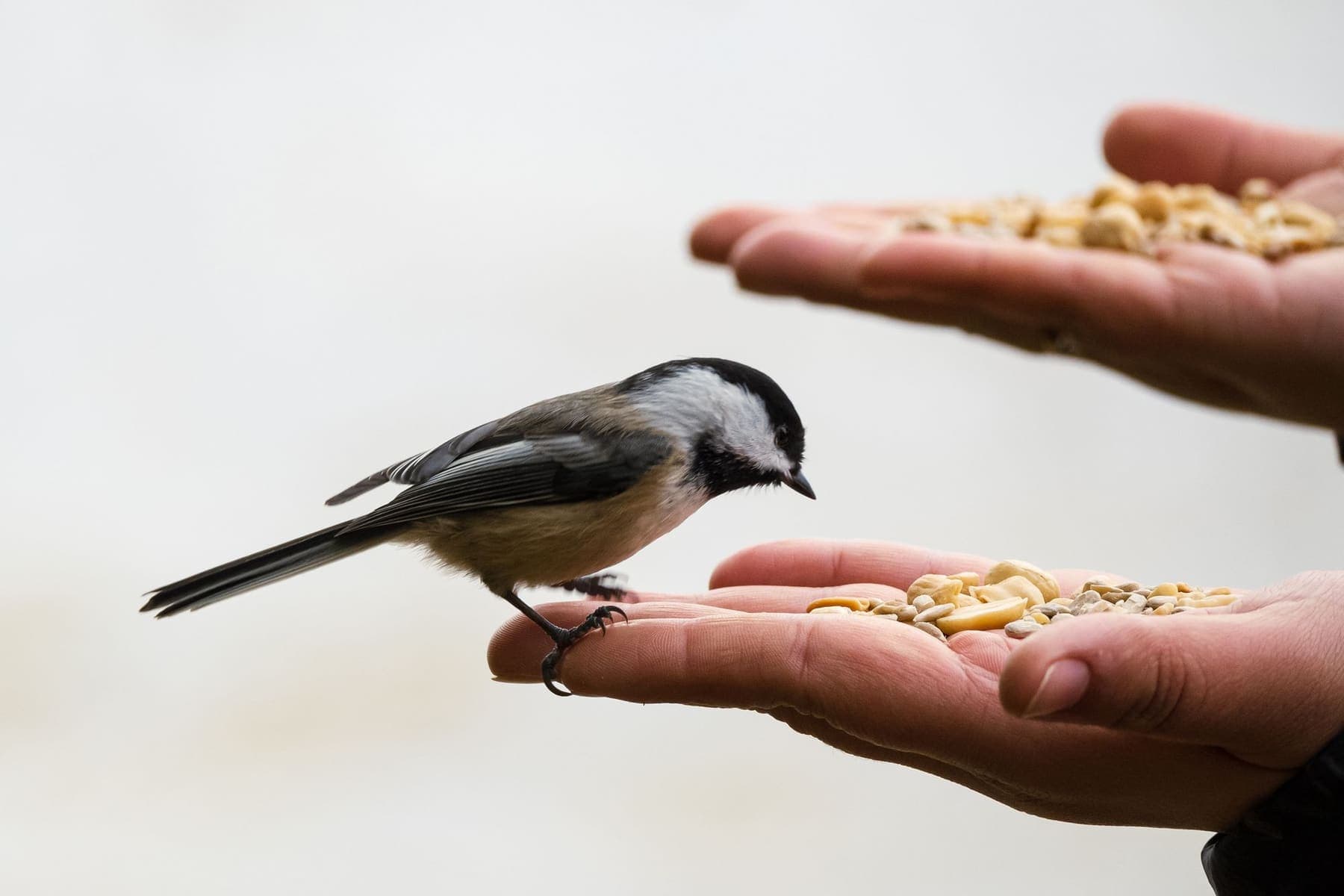 Mésange venue picorer des graines dans une main