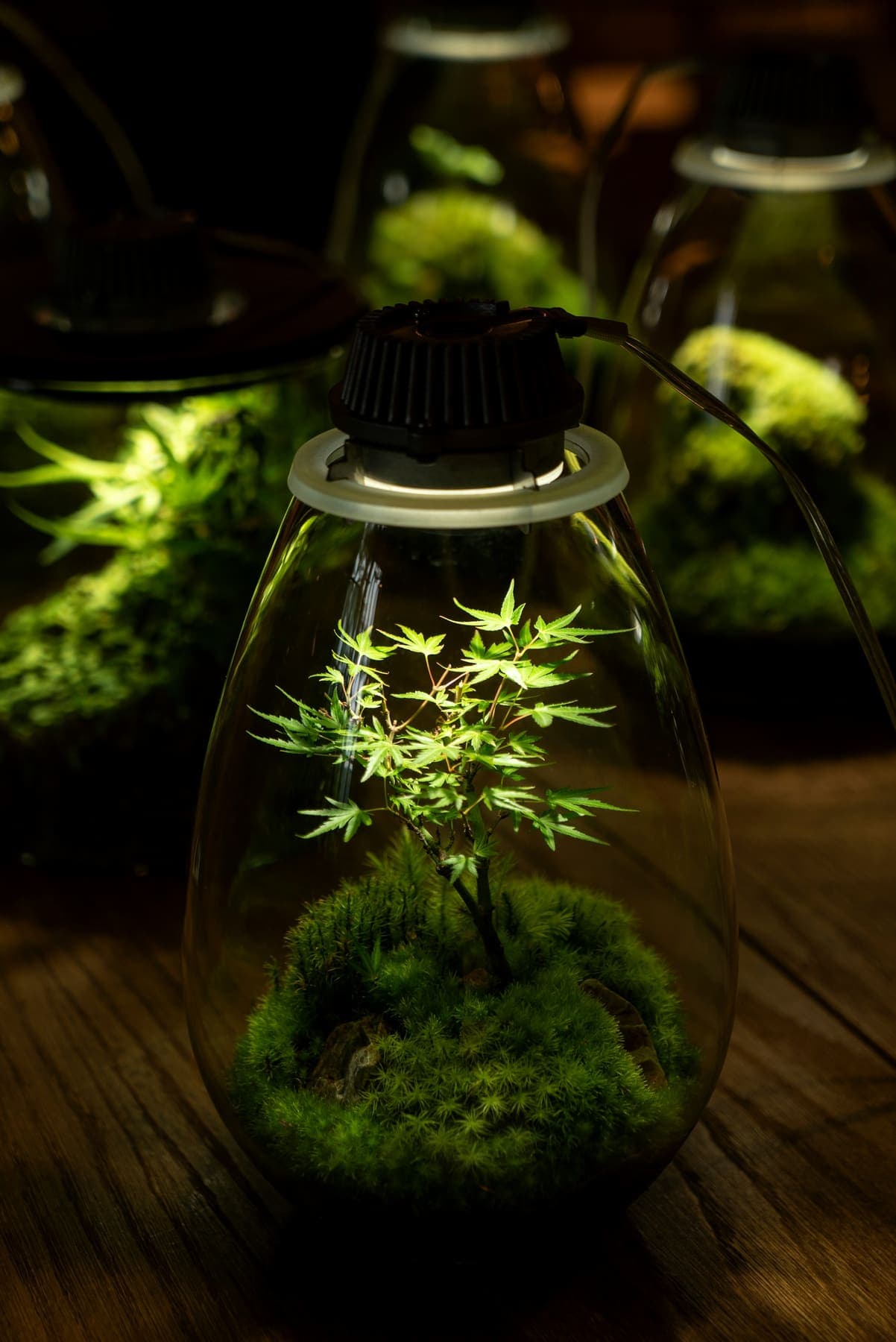 Jeune érable sous cloche de verre éclairée
