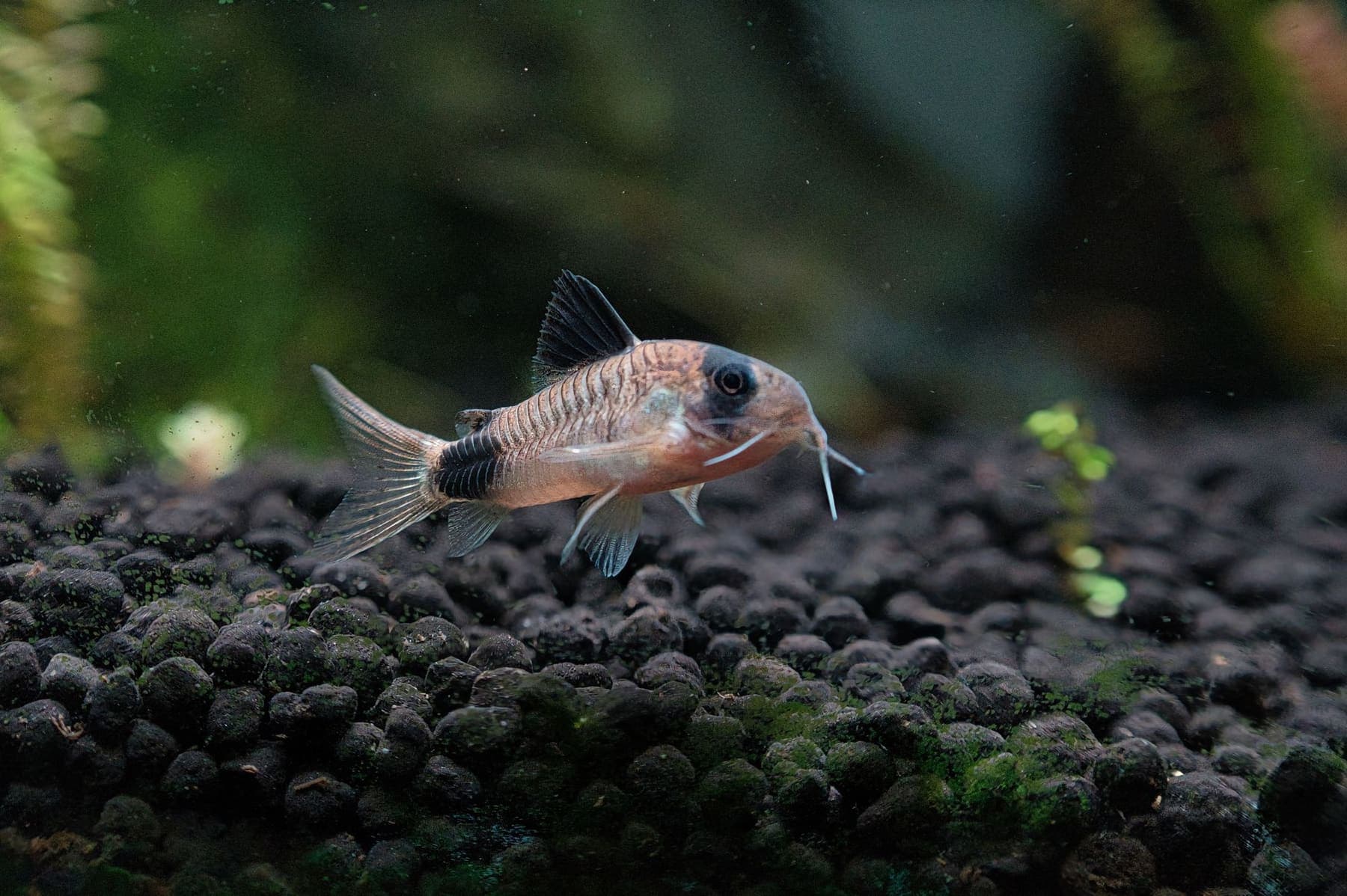 Corydoras posé sur un sol nutritif noir