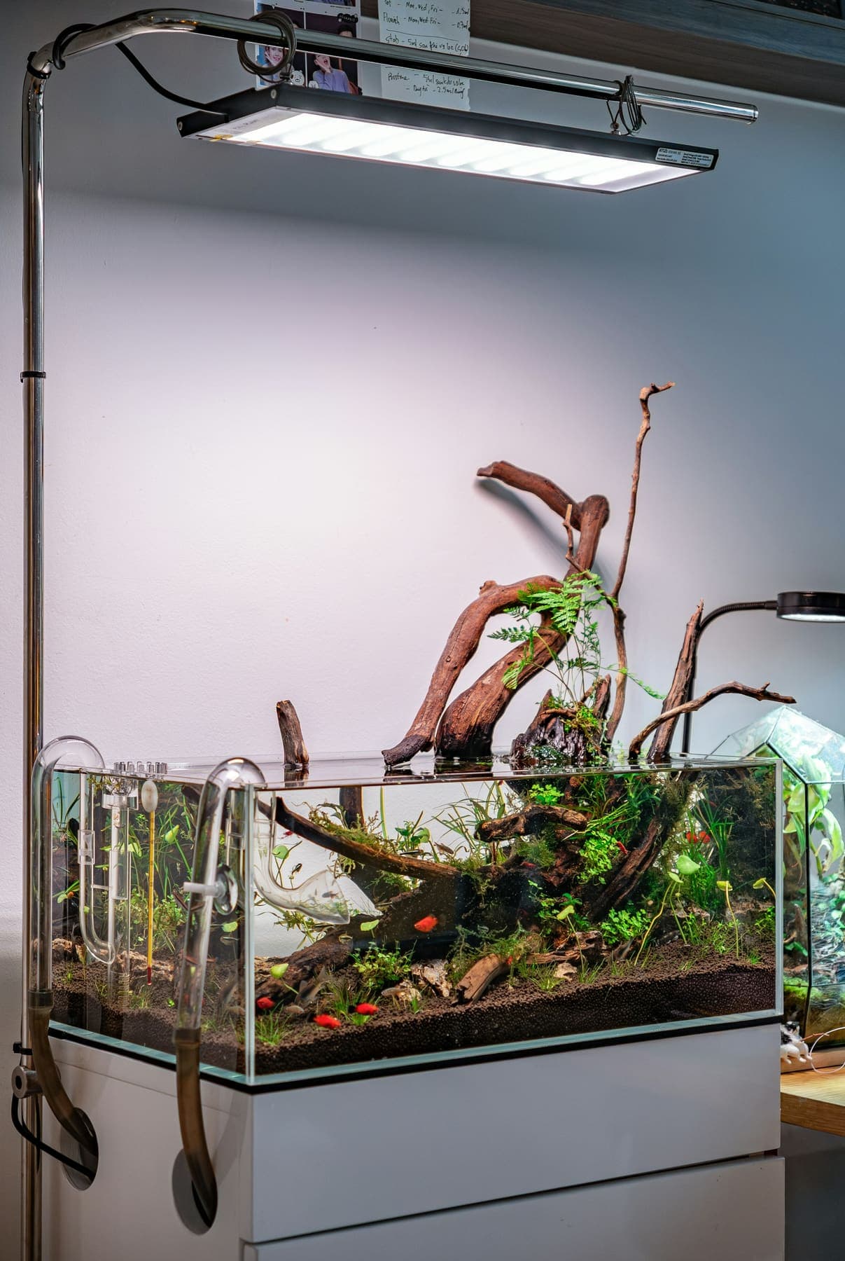 Racines de bois flotté émergeant d'un aquarium ouvert