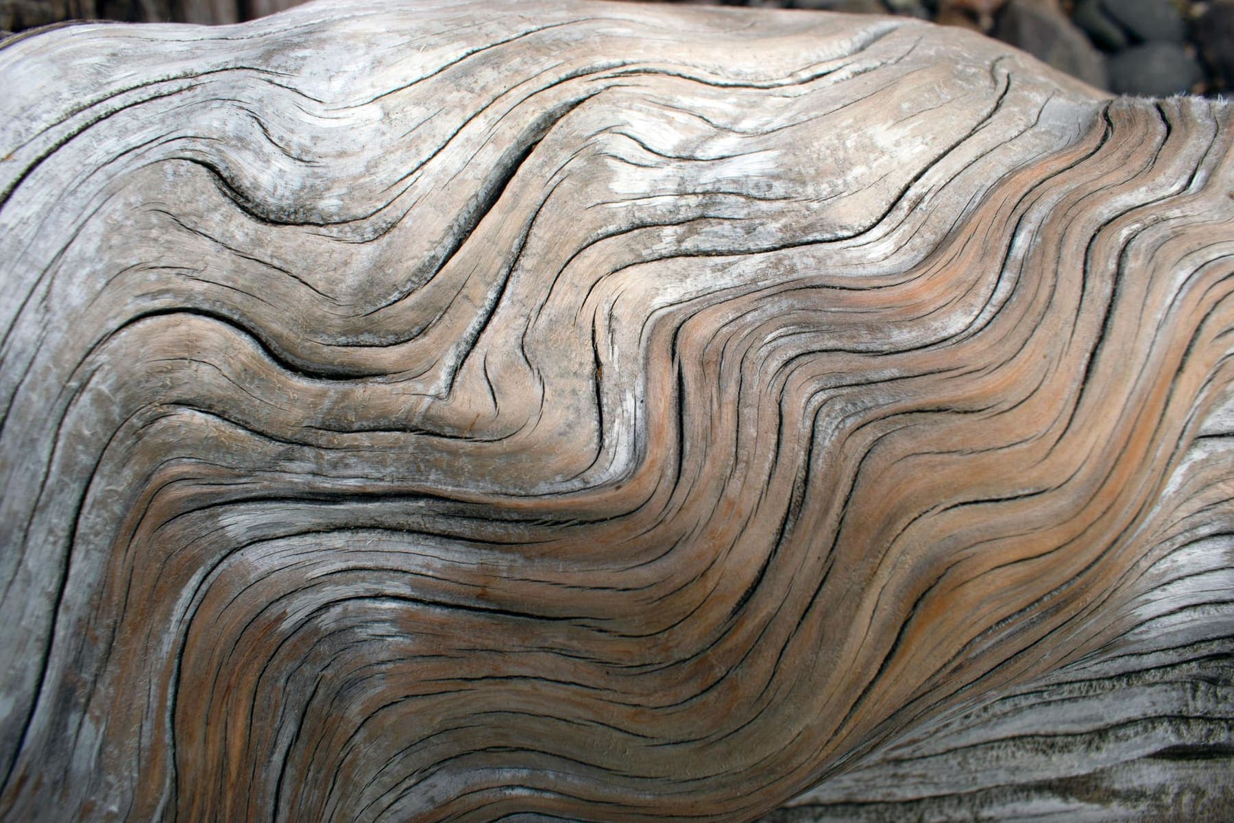 Texture veinée de bois flotté