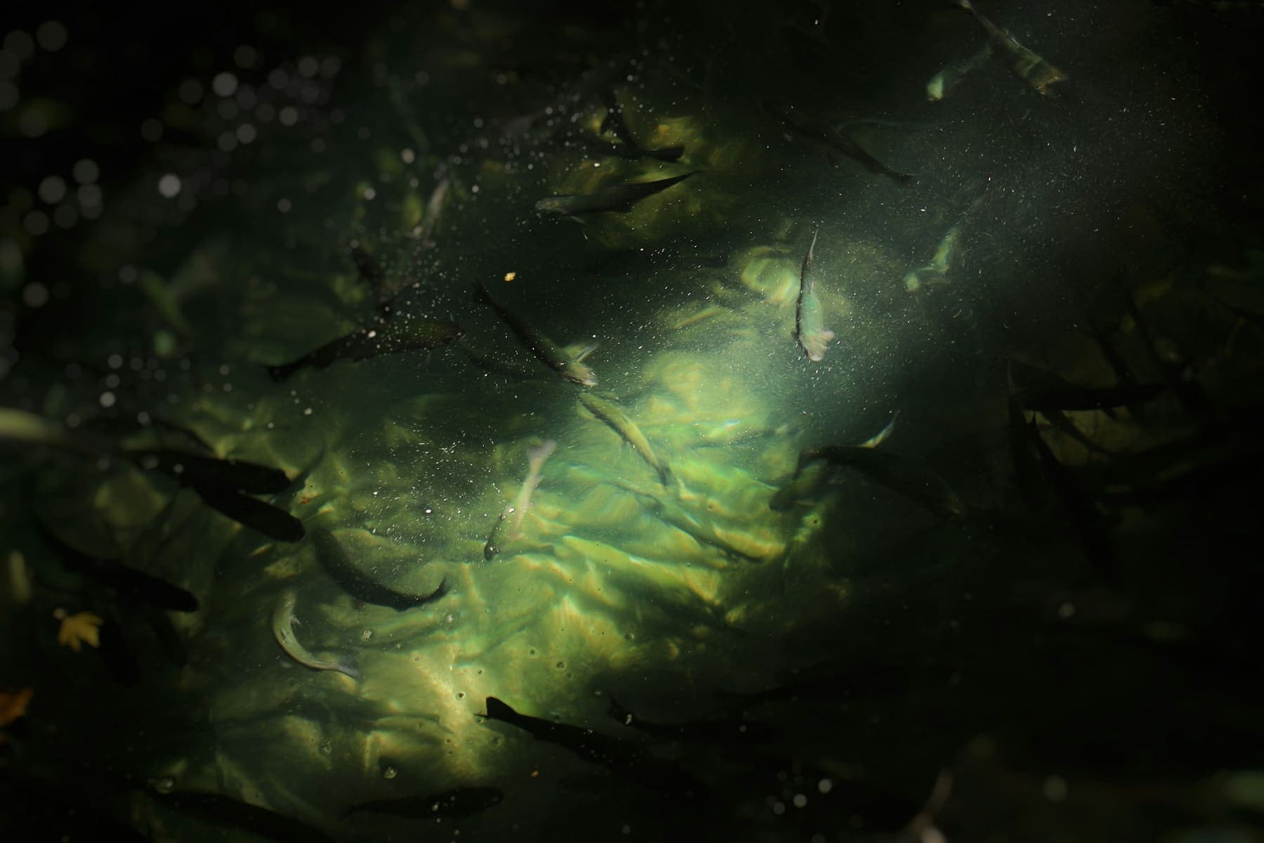 Petits poissons dans un rai de lumière sous l'eau