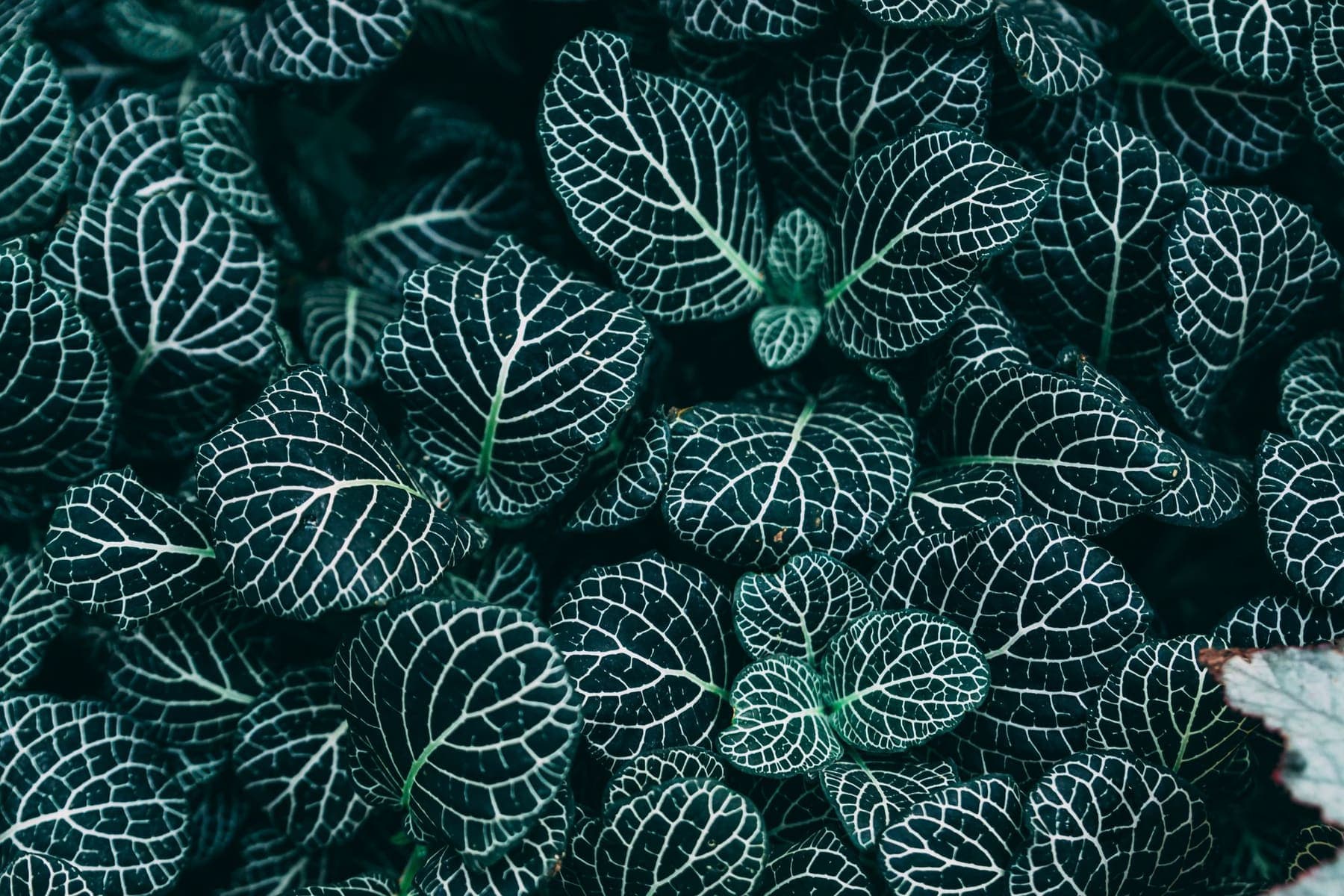 Fittonia aux nervures blanches sur fond sombre