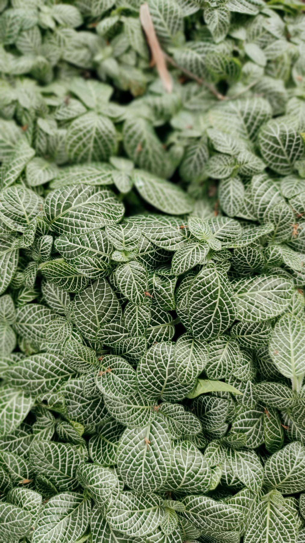 Feuillage nervuré de fittonia, gros plan