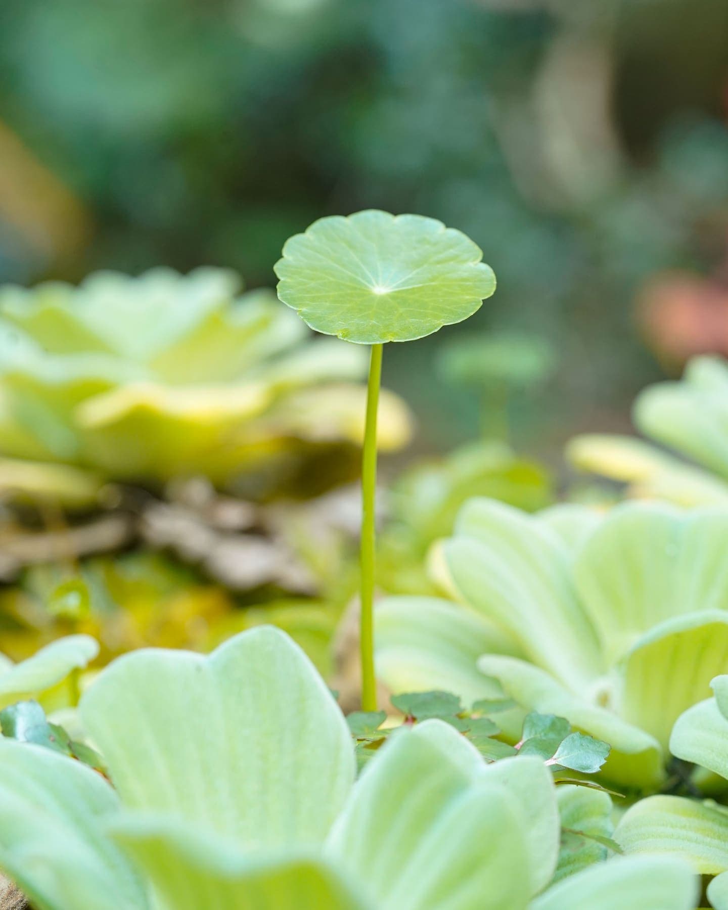 Plantes flottantes et hydrocotyle à la surface de l'eau