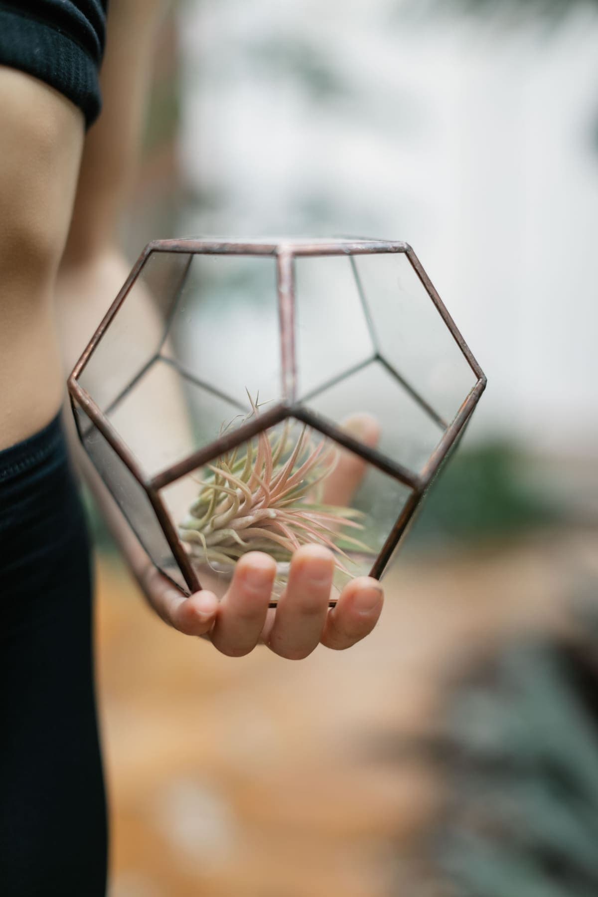 Mains tenant un terrarium géométrique avec tillandsia