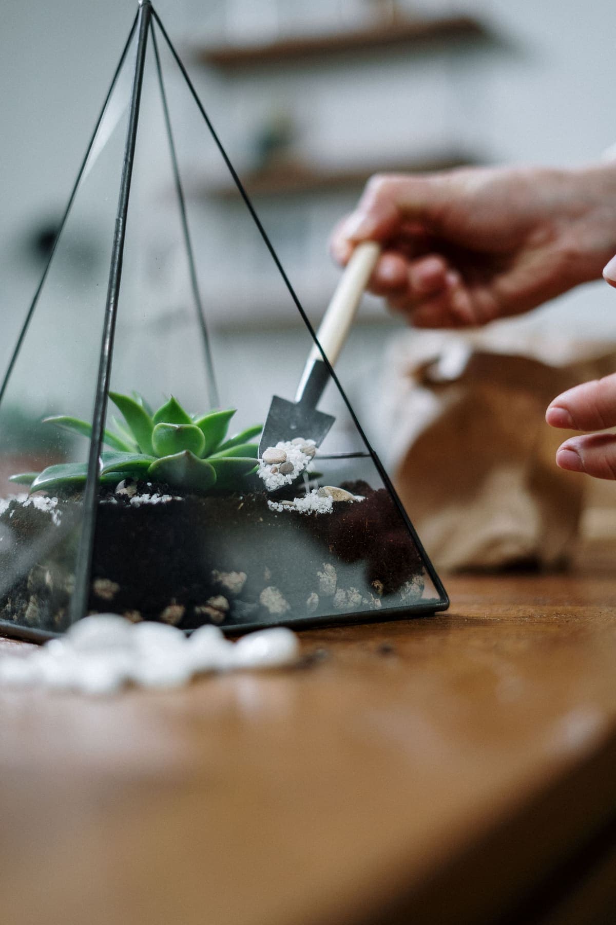 Terrarium géométrique garni de sable, succulente en place