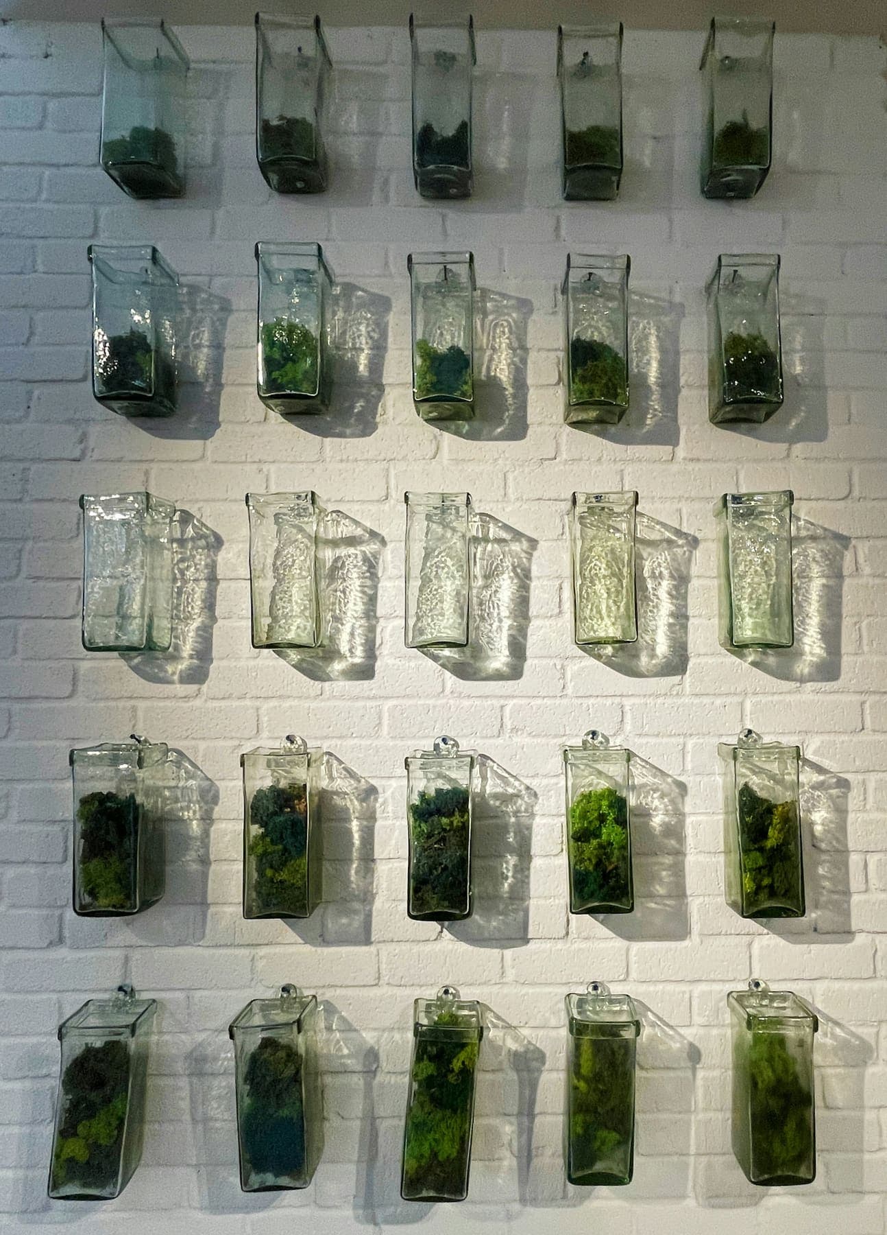 Jardinières en verre suspendues sur un mur blanc