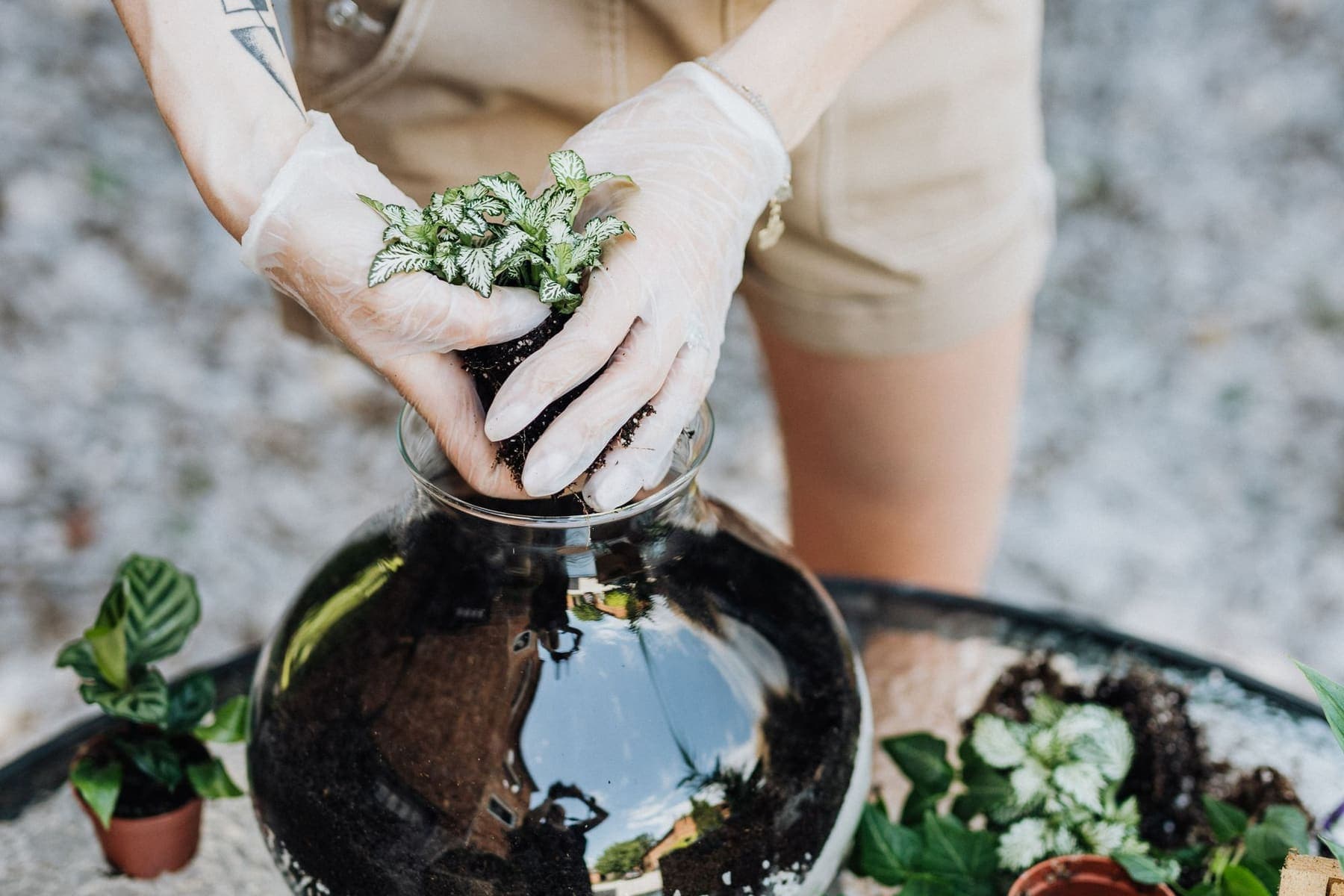 Mains gantées plantant une fittonia dans un bocal