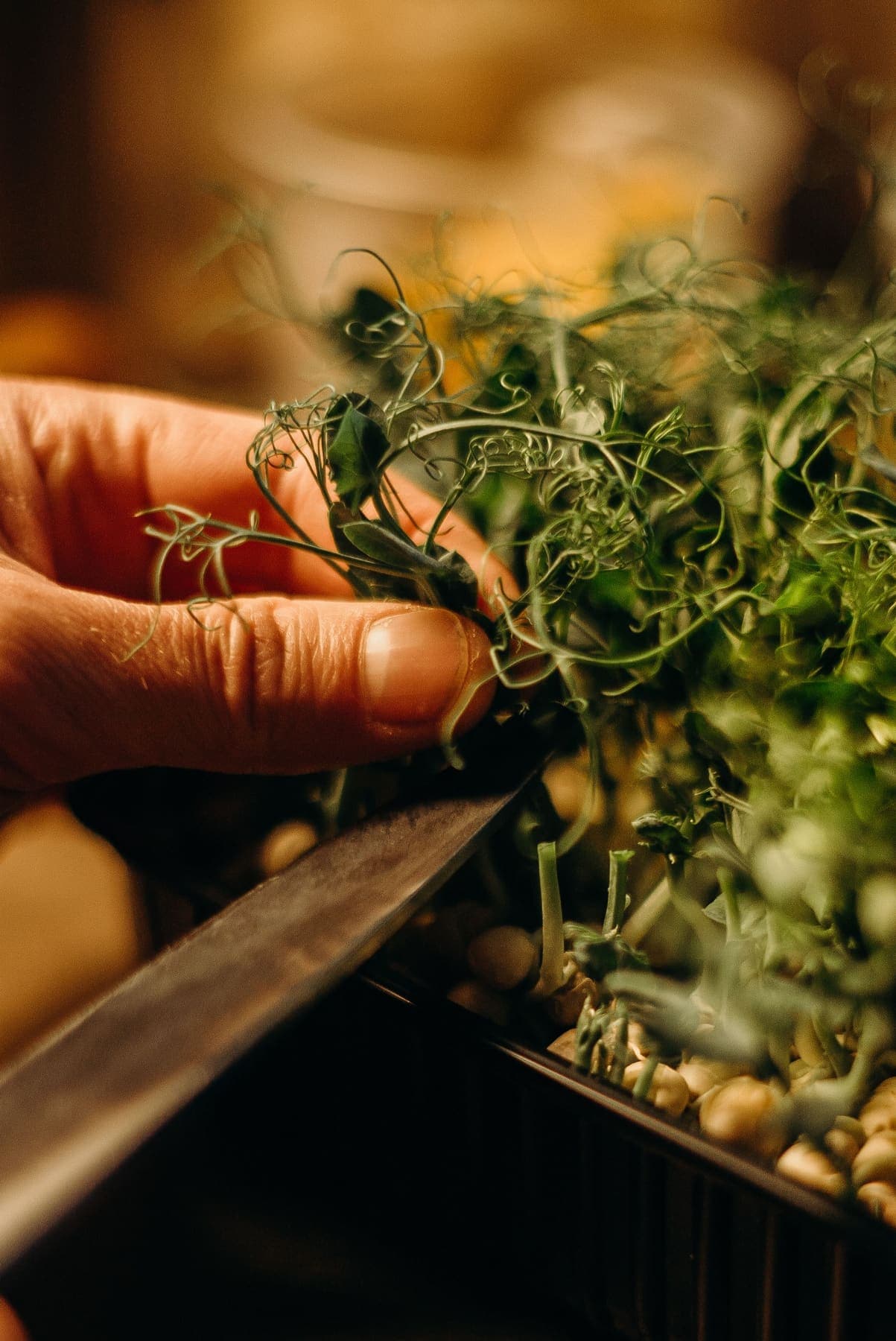 Récolte de pousses de pois au couteau