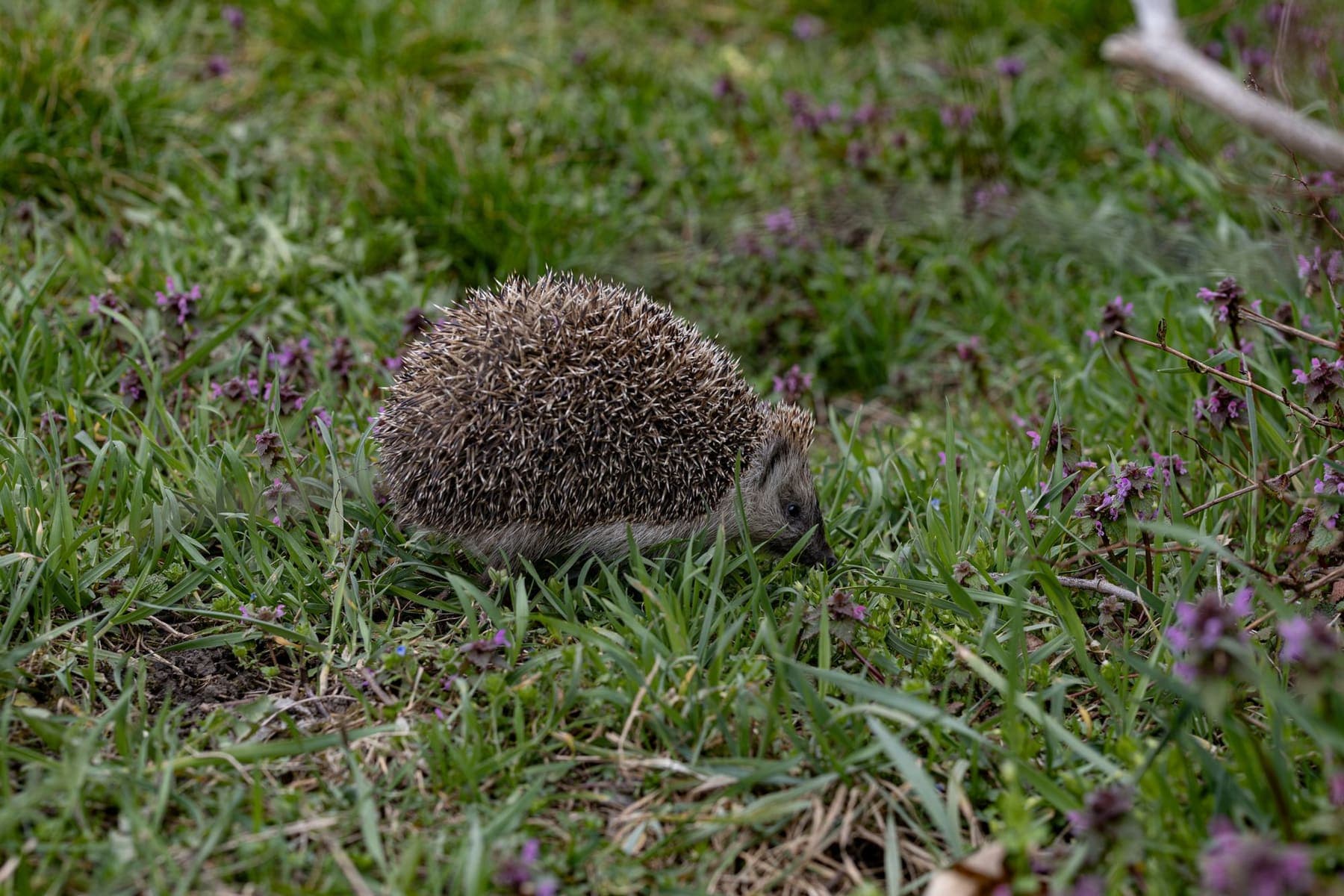 Hérisson dans l'herbe du jardin