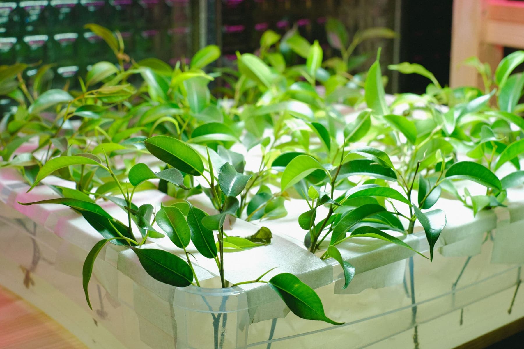 Jeunes plants en bac hydroponique