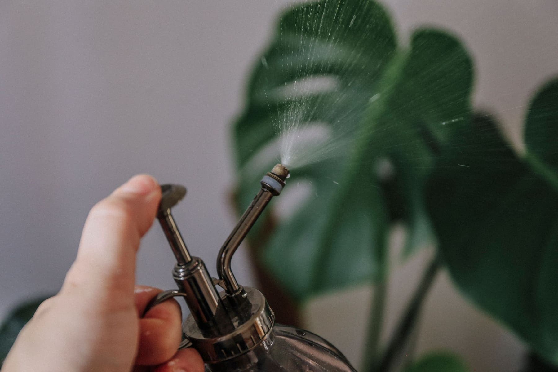 Pulvérisateur dirigé vers une feuille de monstera