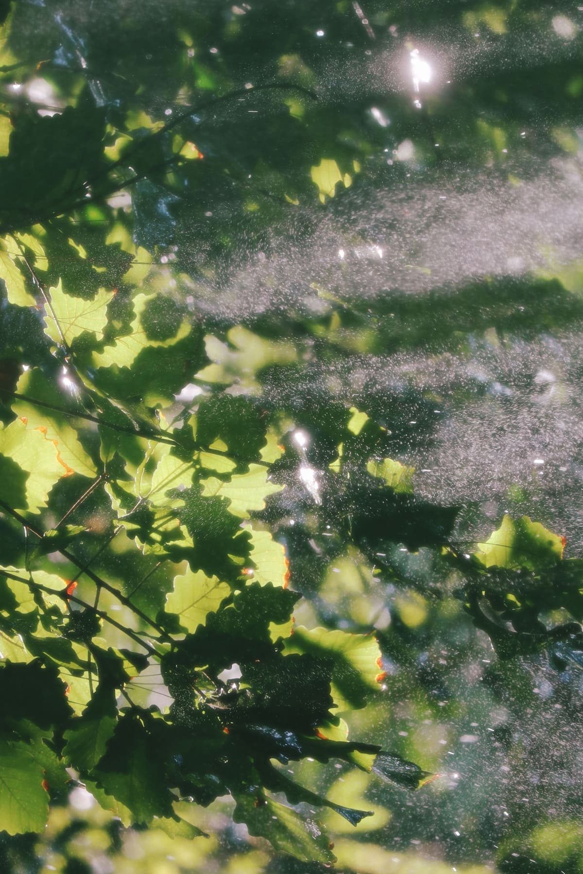 Lumière du matin à travers les feuilles