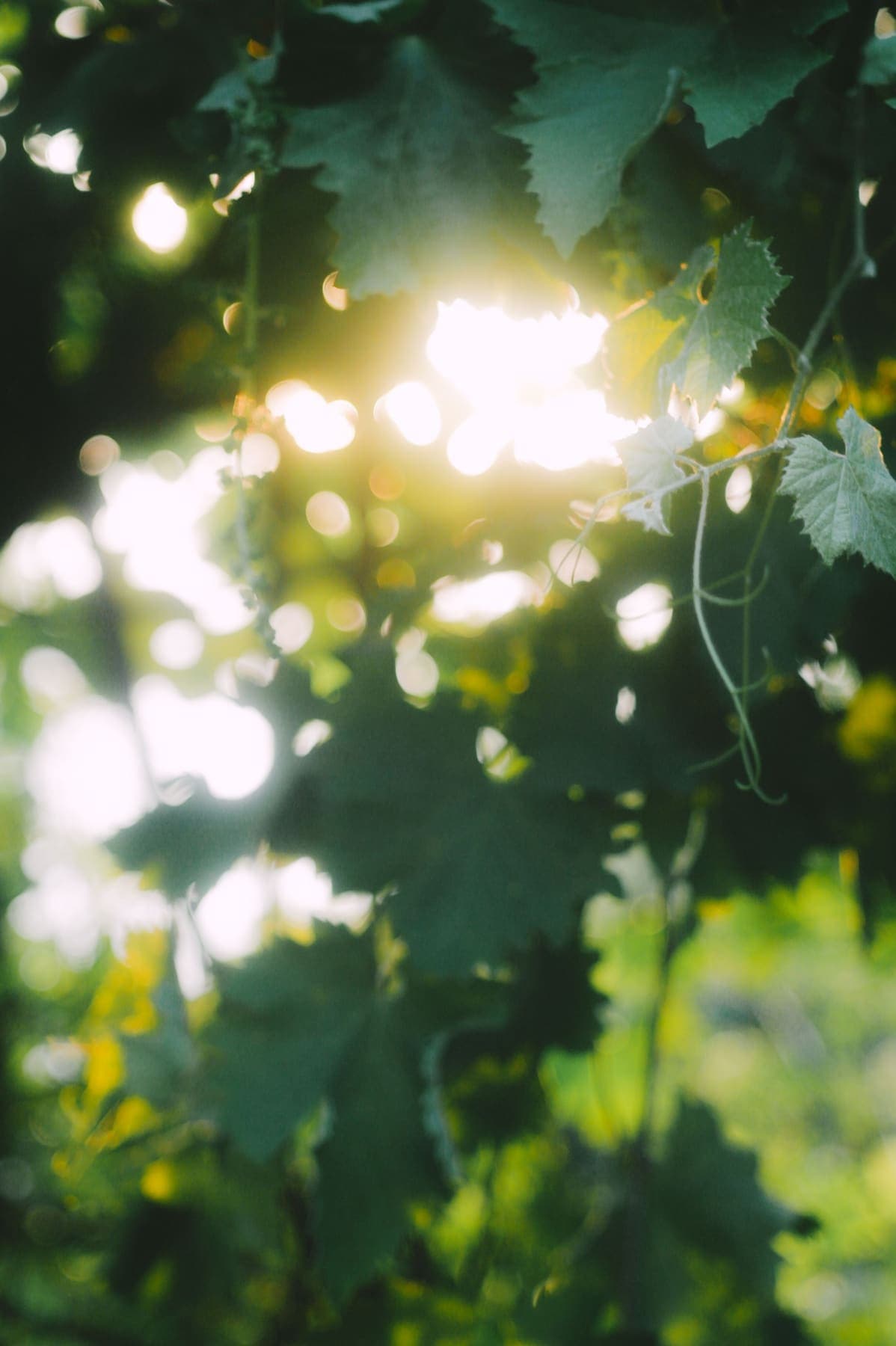 Feuillage de vigne à contre-jour