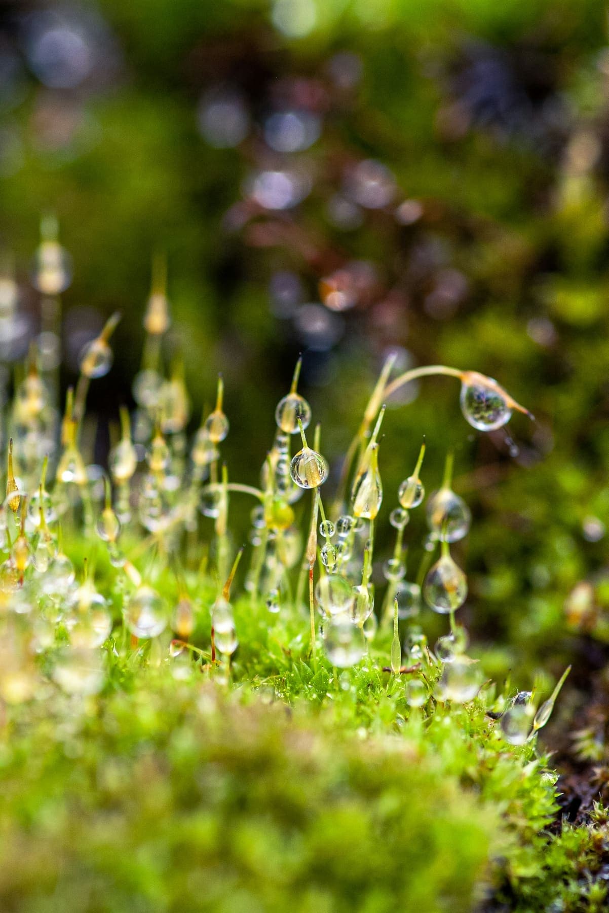 Sporophytes de mousse perlés de gouttes d'eau