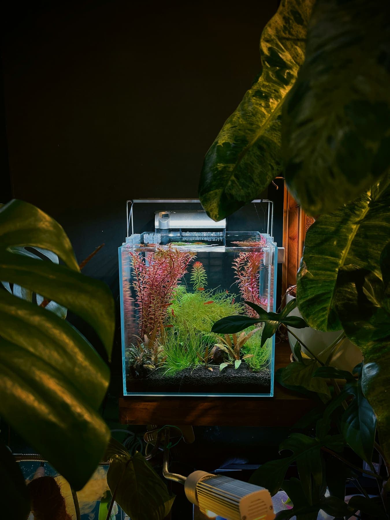 Nano cube planté de plantes rouges et vertes entouré de feuillages