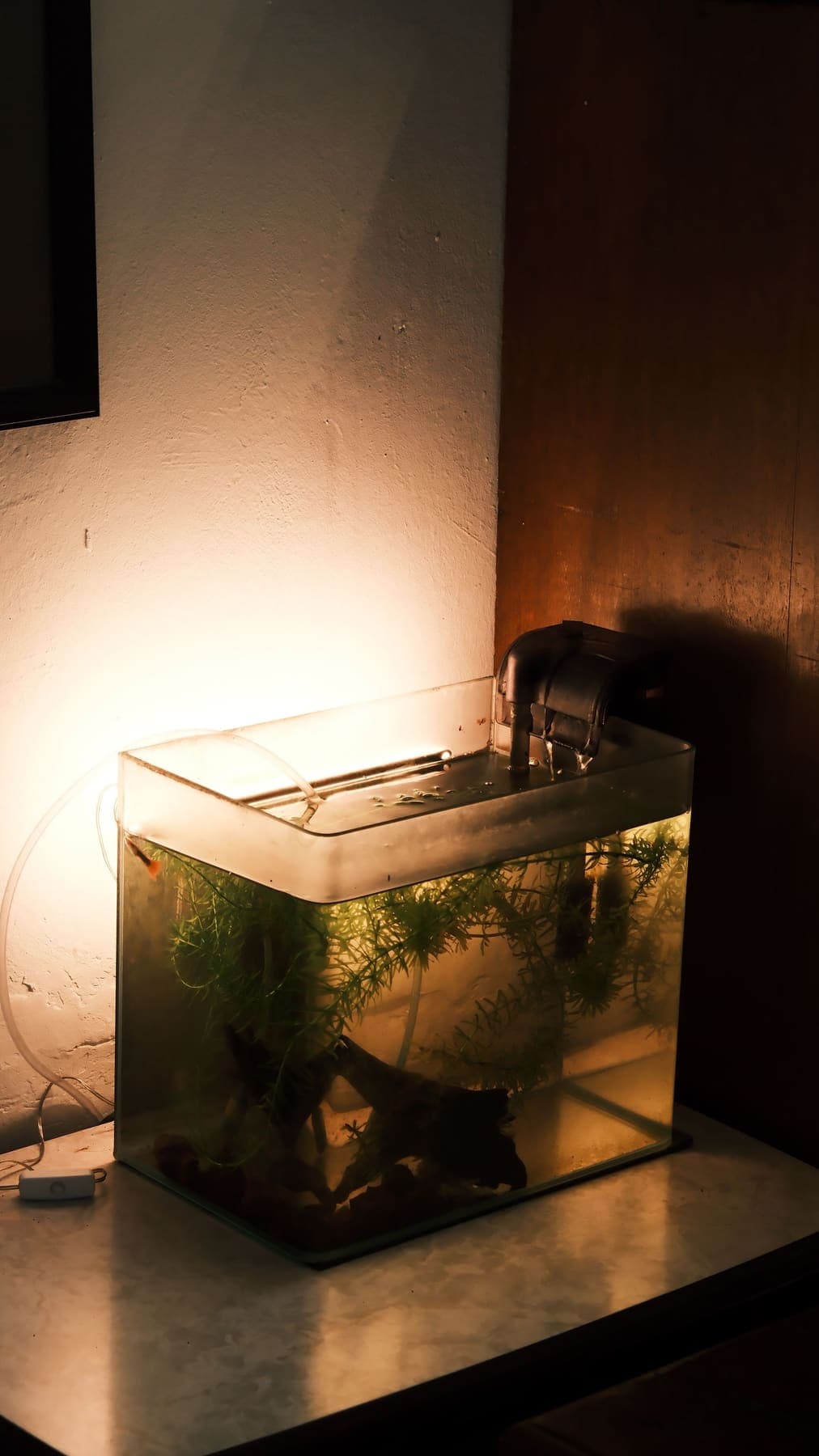 Petit bac en verre éclairé d'une lumière chaude, plantes fines immergées