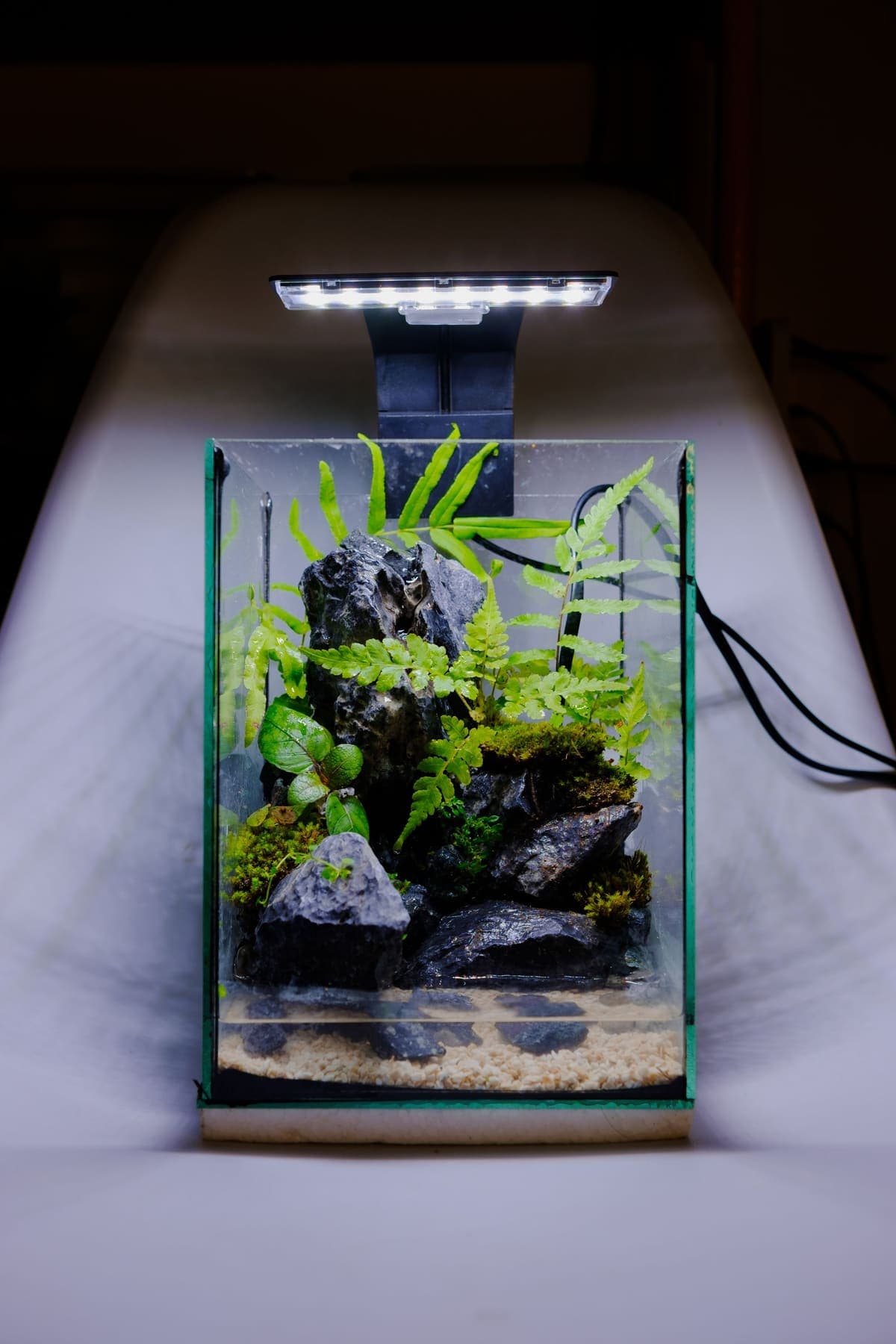 Nano-aquarium haut avec roches sombres et fougères aquatiques