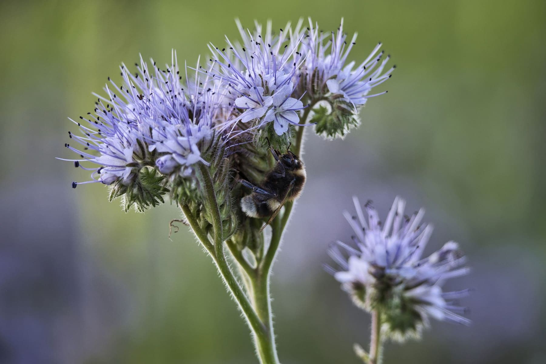 Abeille sur une fleur de phacélie