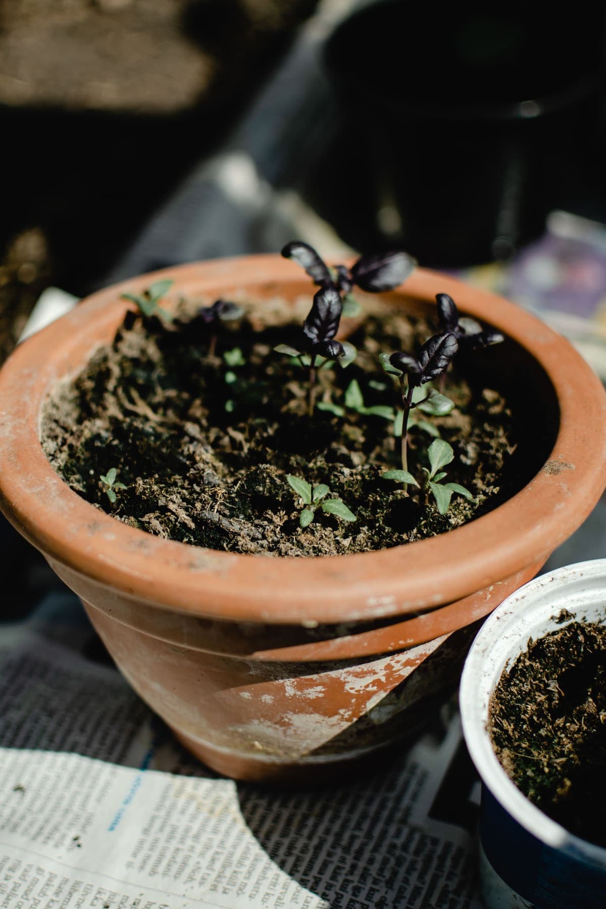 Jeunes pousses dans un grand pot en terre cuite