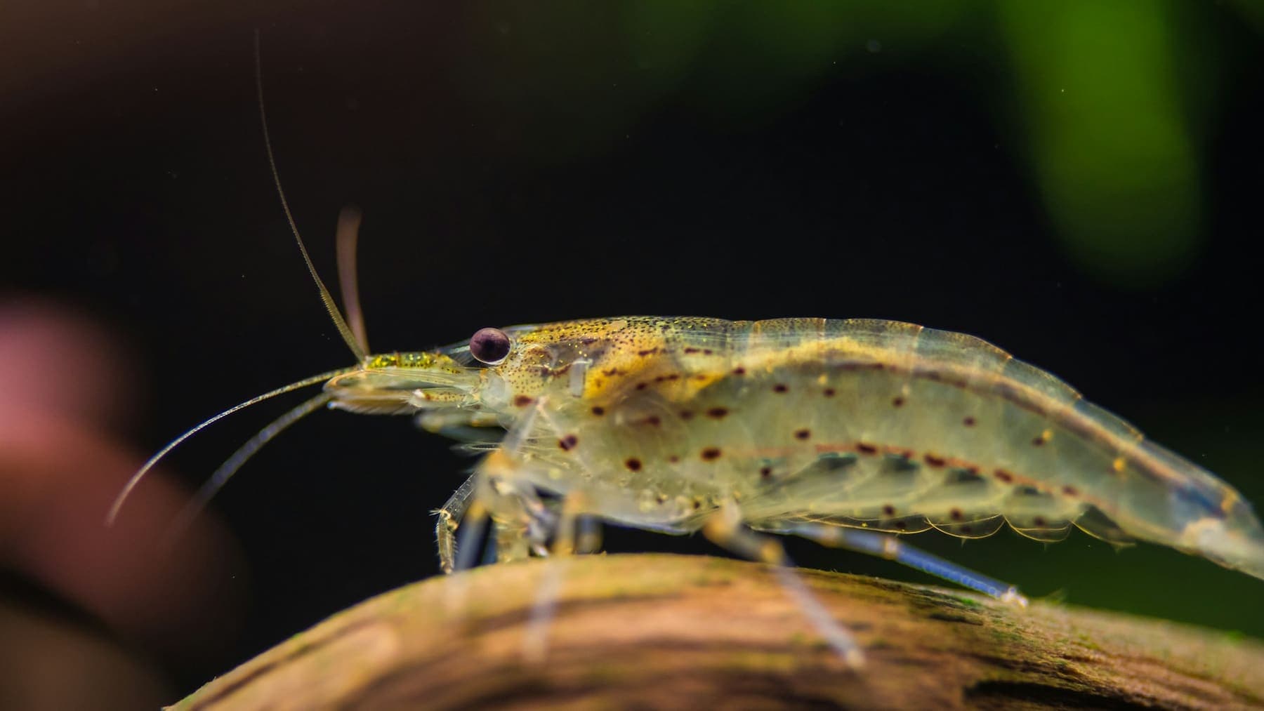 Crevette translucide posée sur une racine, gros plan