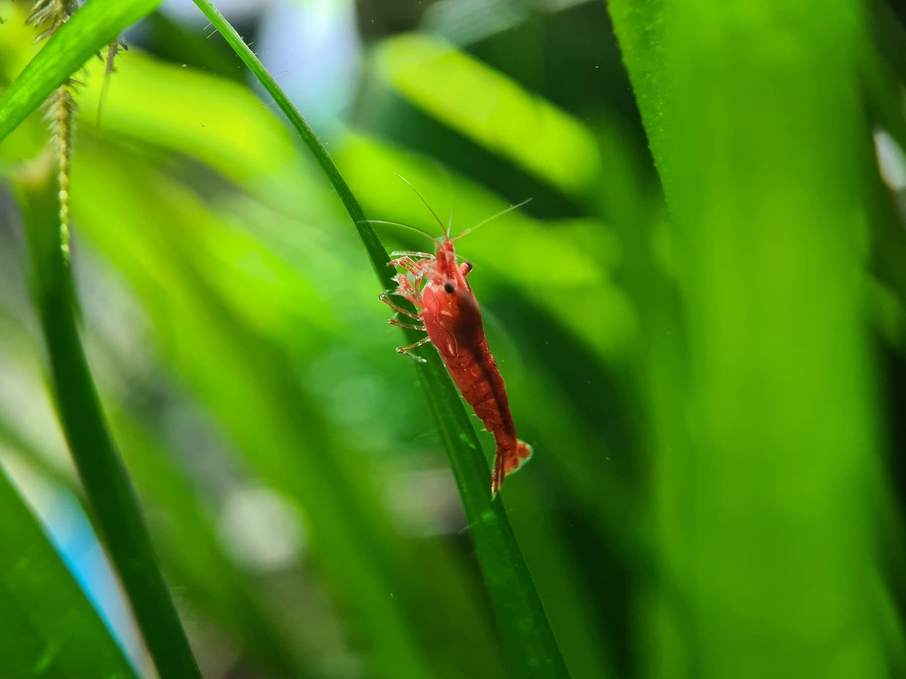 Crevette rouge accrochée à une feuille aquatique