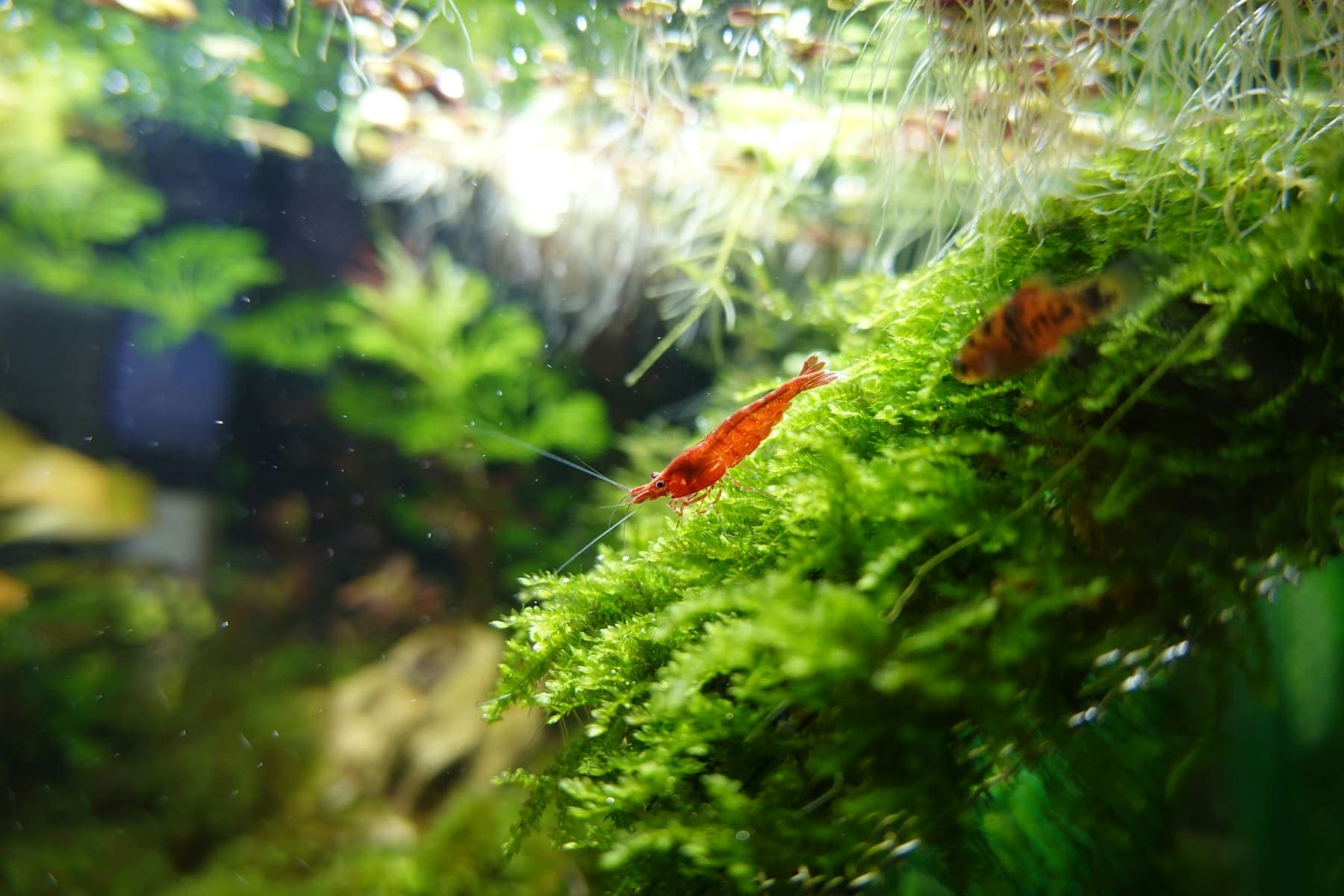 Crevette rouge sur une mousse de Java baignée de lumière
