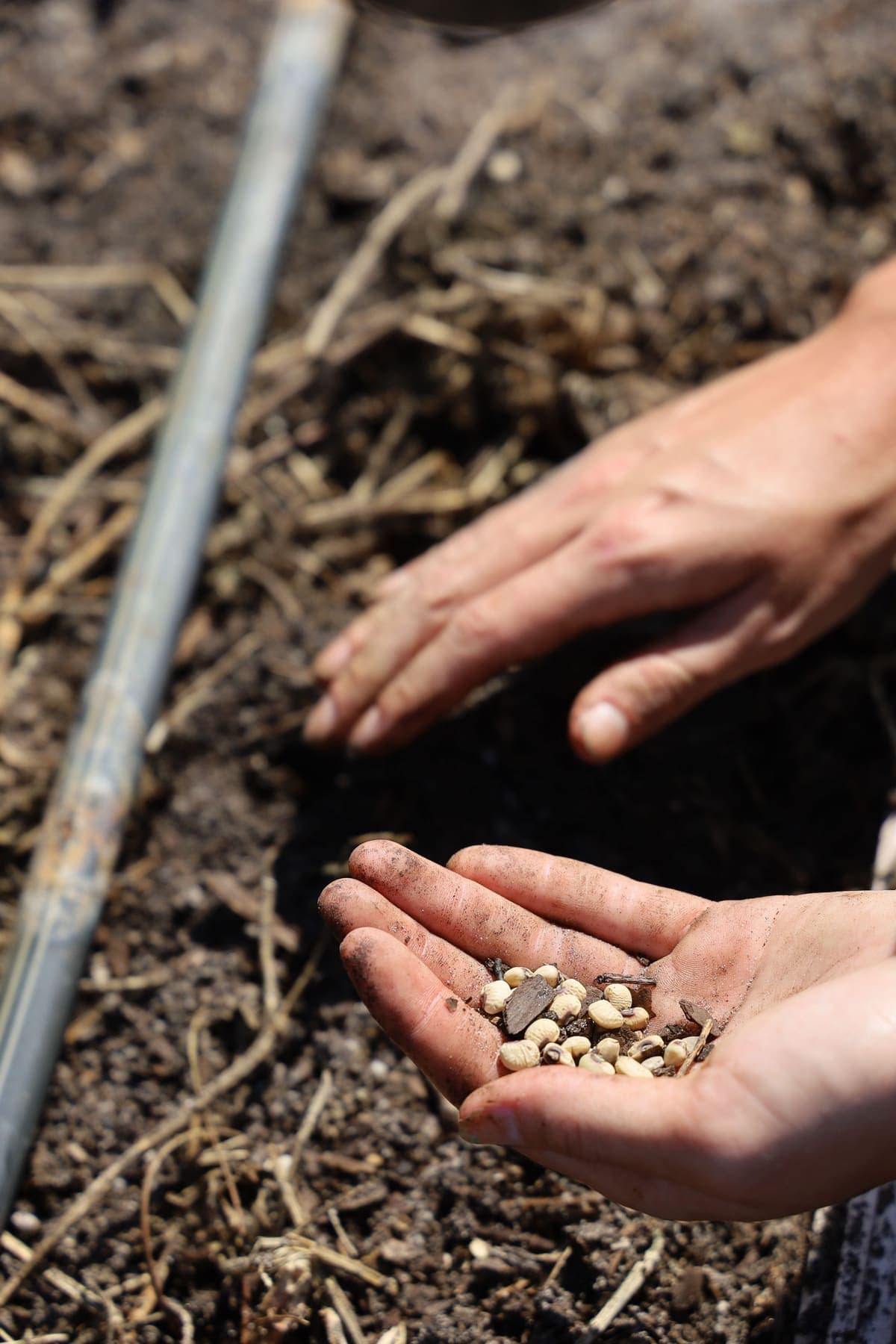 Mains semant des graines dans la terre