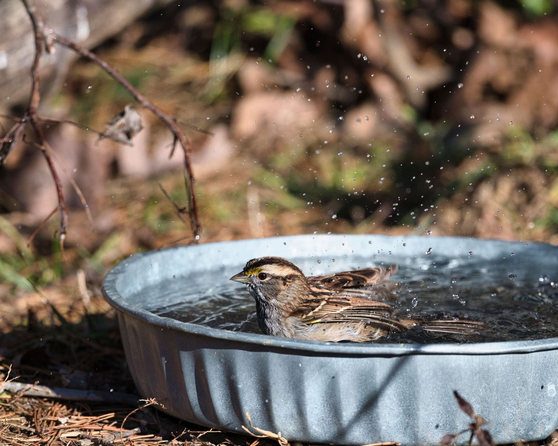 Moineau prenant son bain dans un abreuvoir