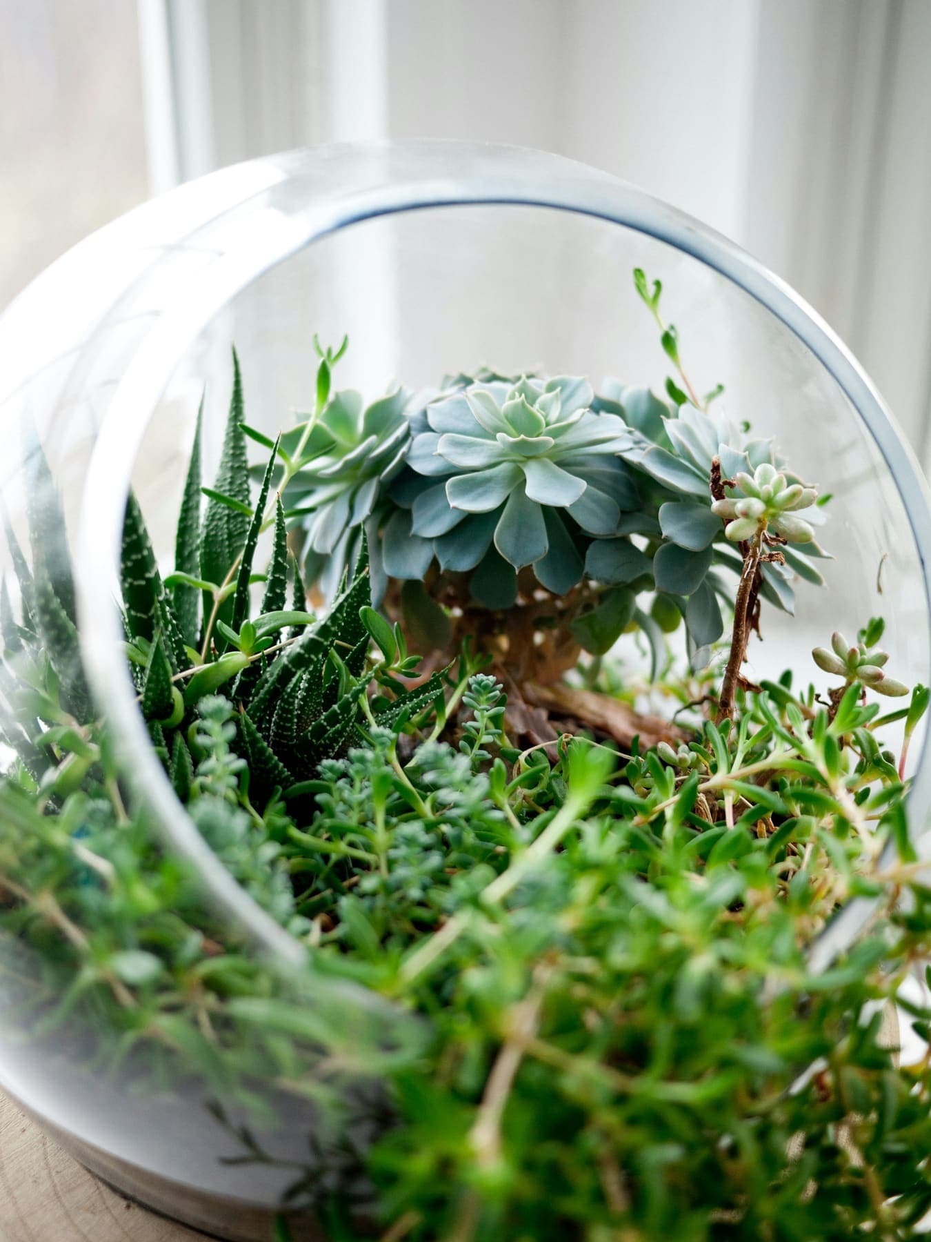 Terrarium ouvert planté de succulentes et d'aloès