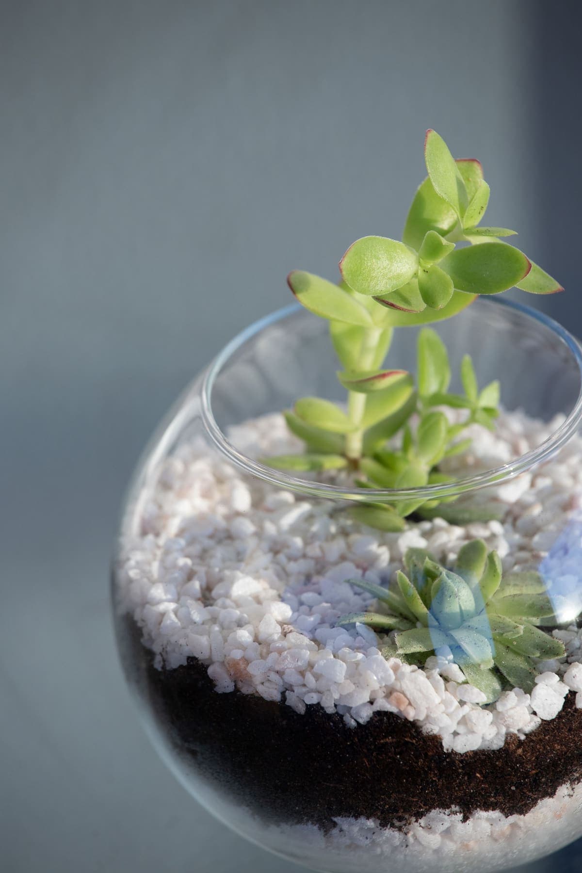 Succulente sur lit de graviers blancs dans un verre