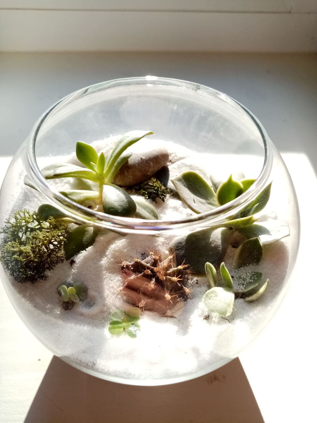 Succulentes et galets sur sable clair dans une coupe en verre