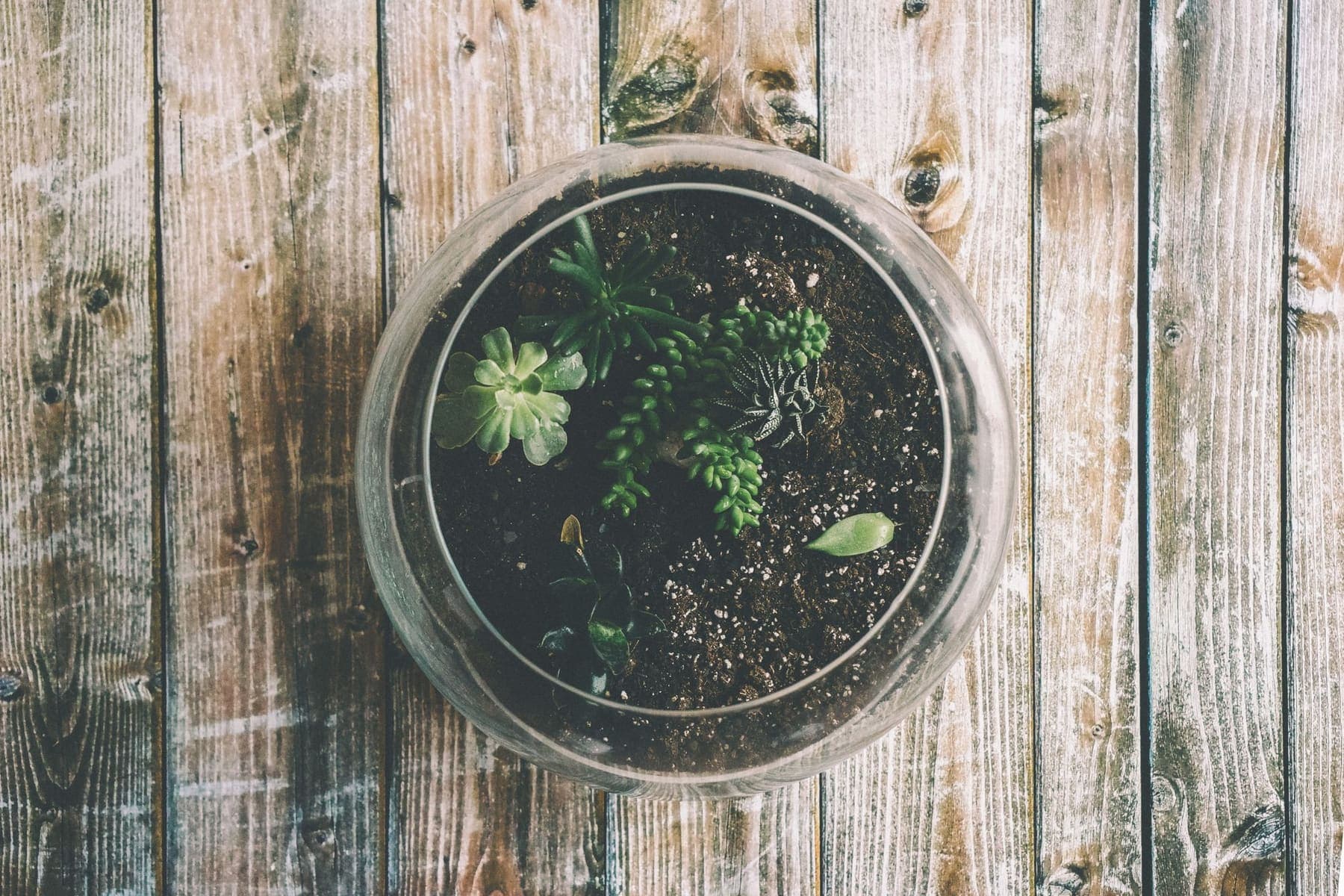 Terrarium de succulentes vu du dessus sur une table en bois