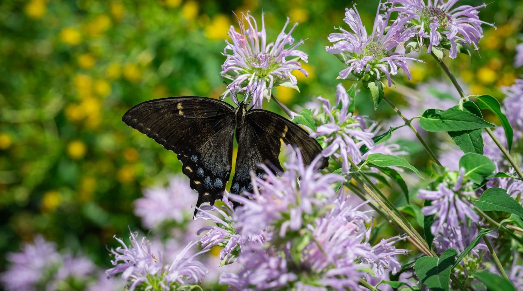 Papillon machaon sur des monardes