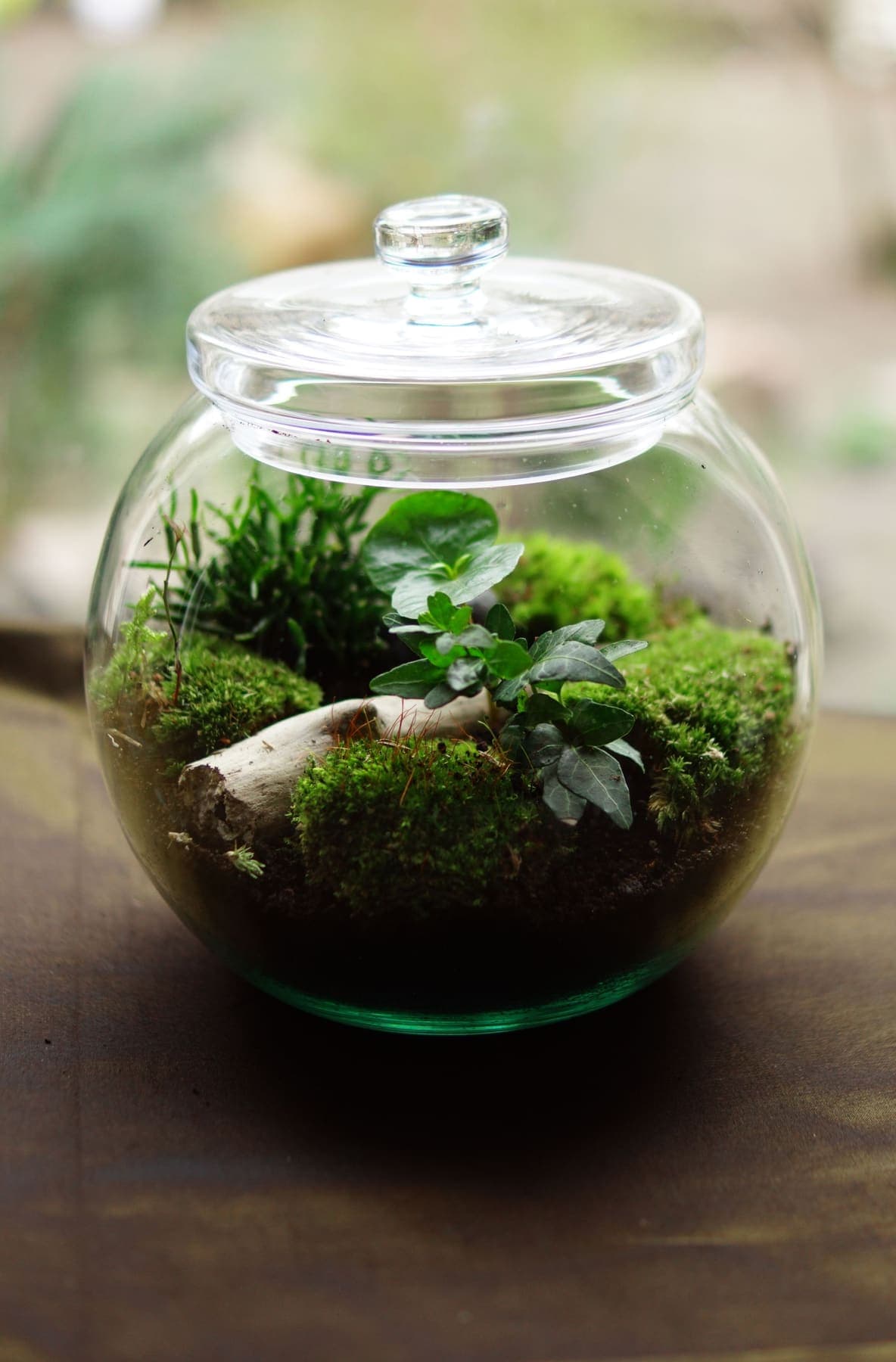 Terrarium boule garni de mousses, fougères et bois blanchi