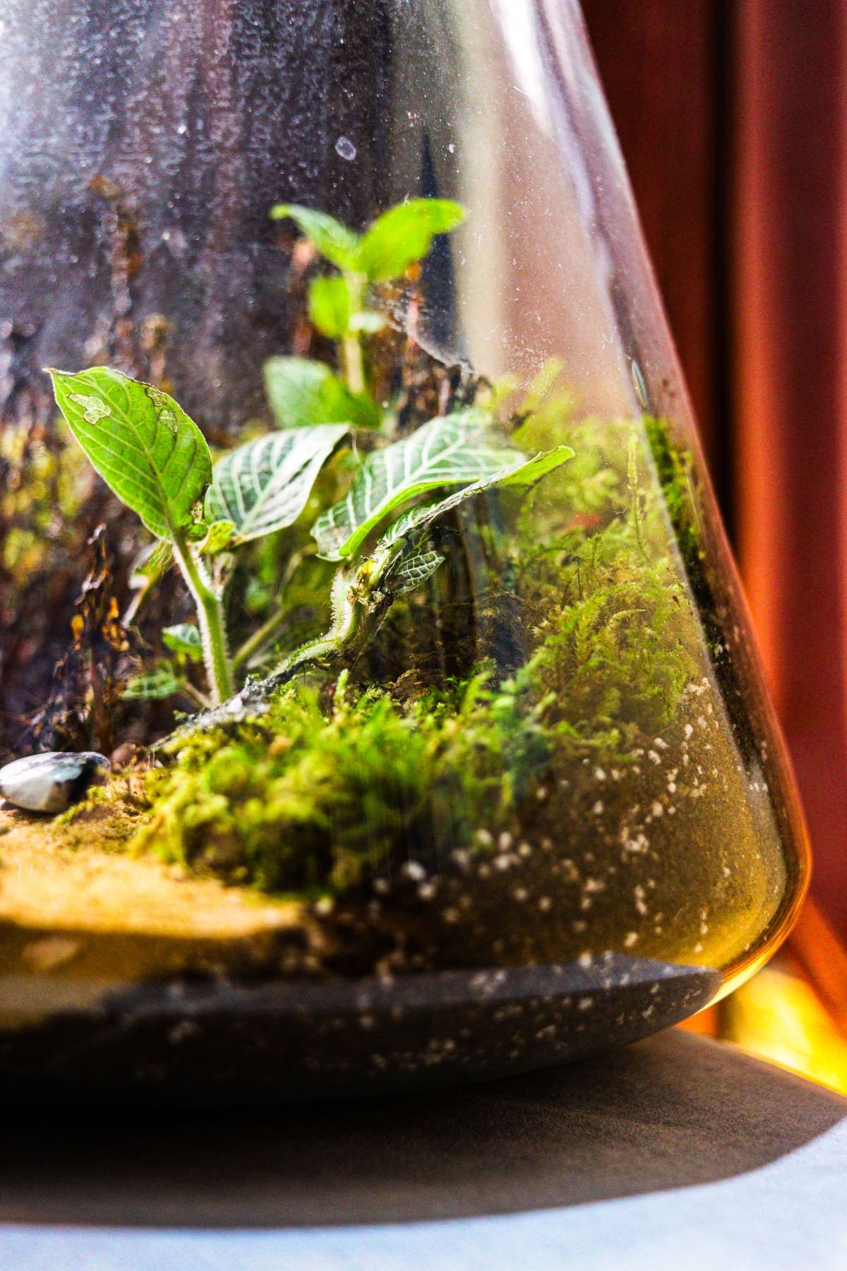 Fittonia et mousse derrière la paroi courbe d'un terrarium