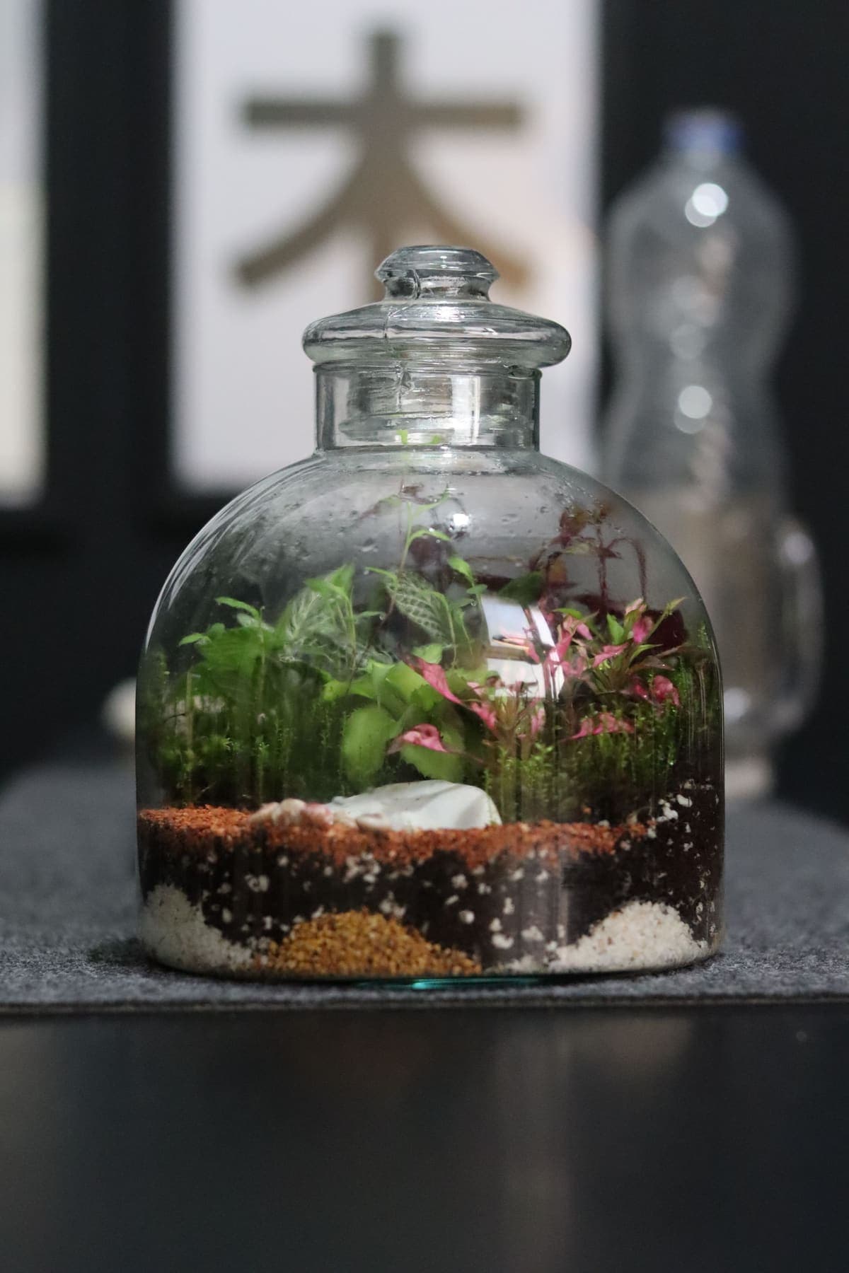 Terrarium en flacon avec plantes tropicales et sol en couches
